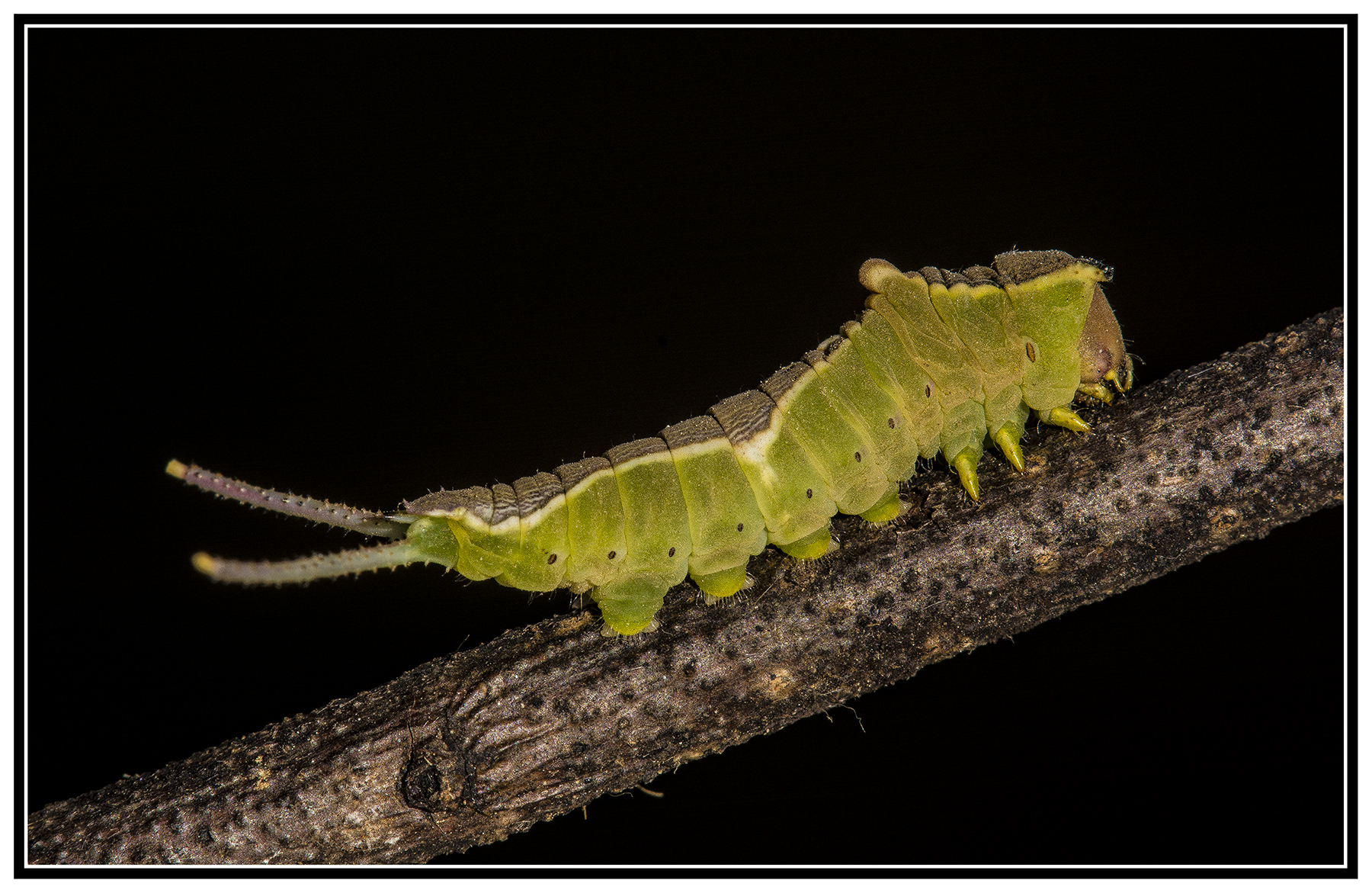 Caterpillar 2