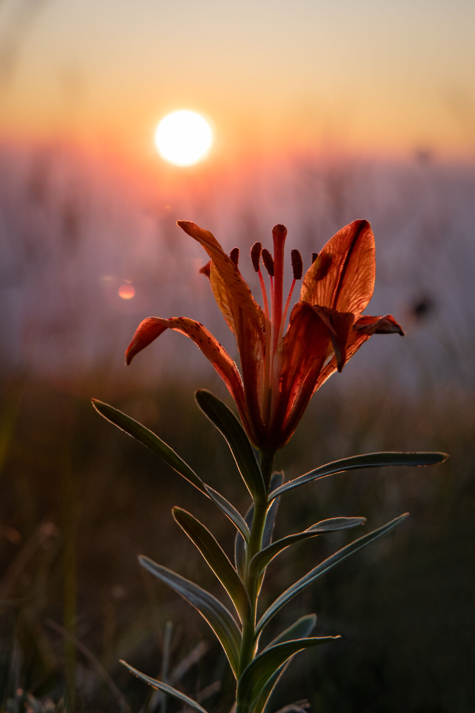 Lilium bulbiferum al tramonto