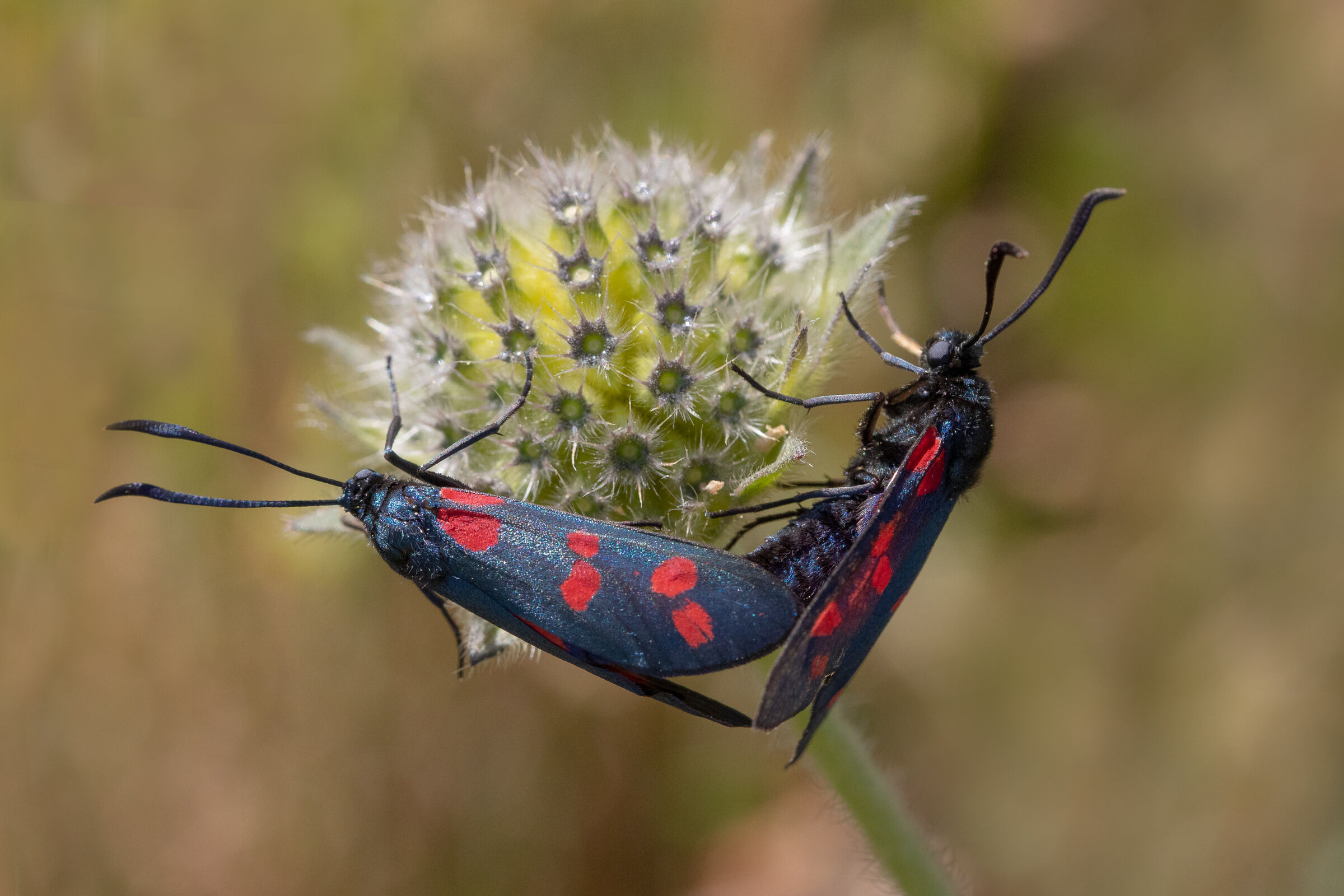 Zygaena lonicerae