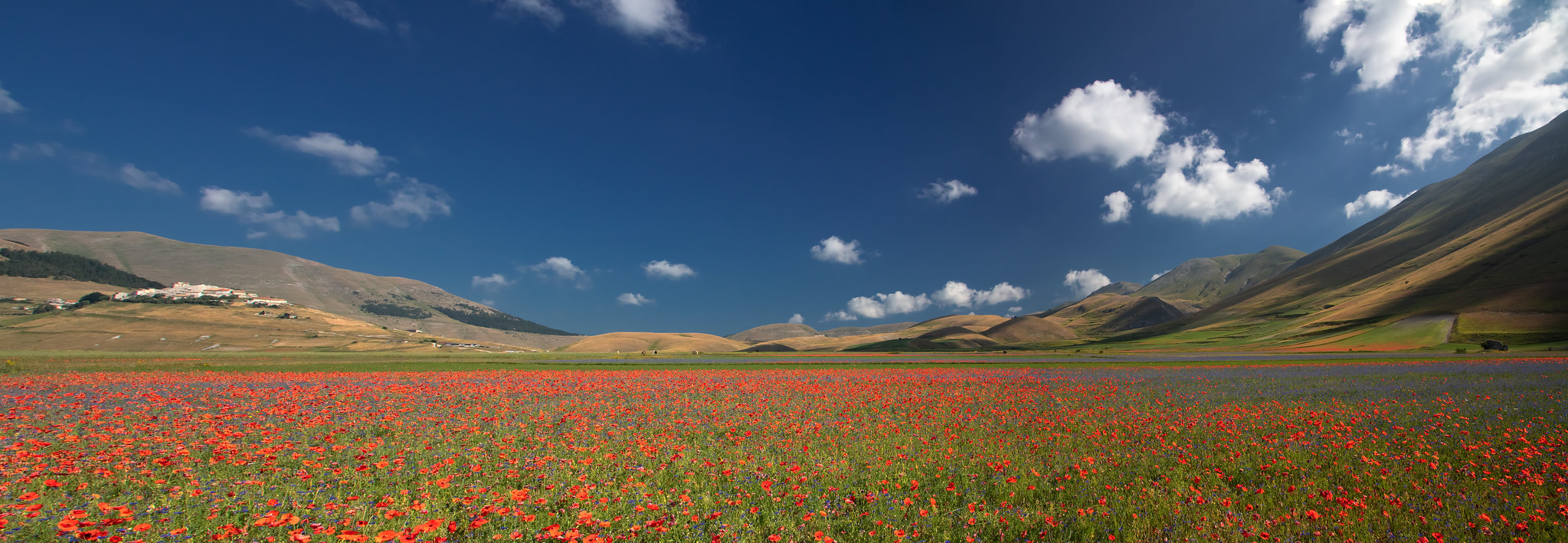 Castelluccio di Norcia - Pian Grande, fioritura 2019