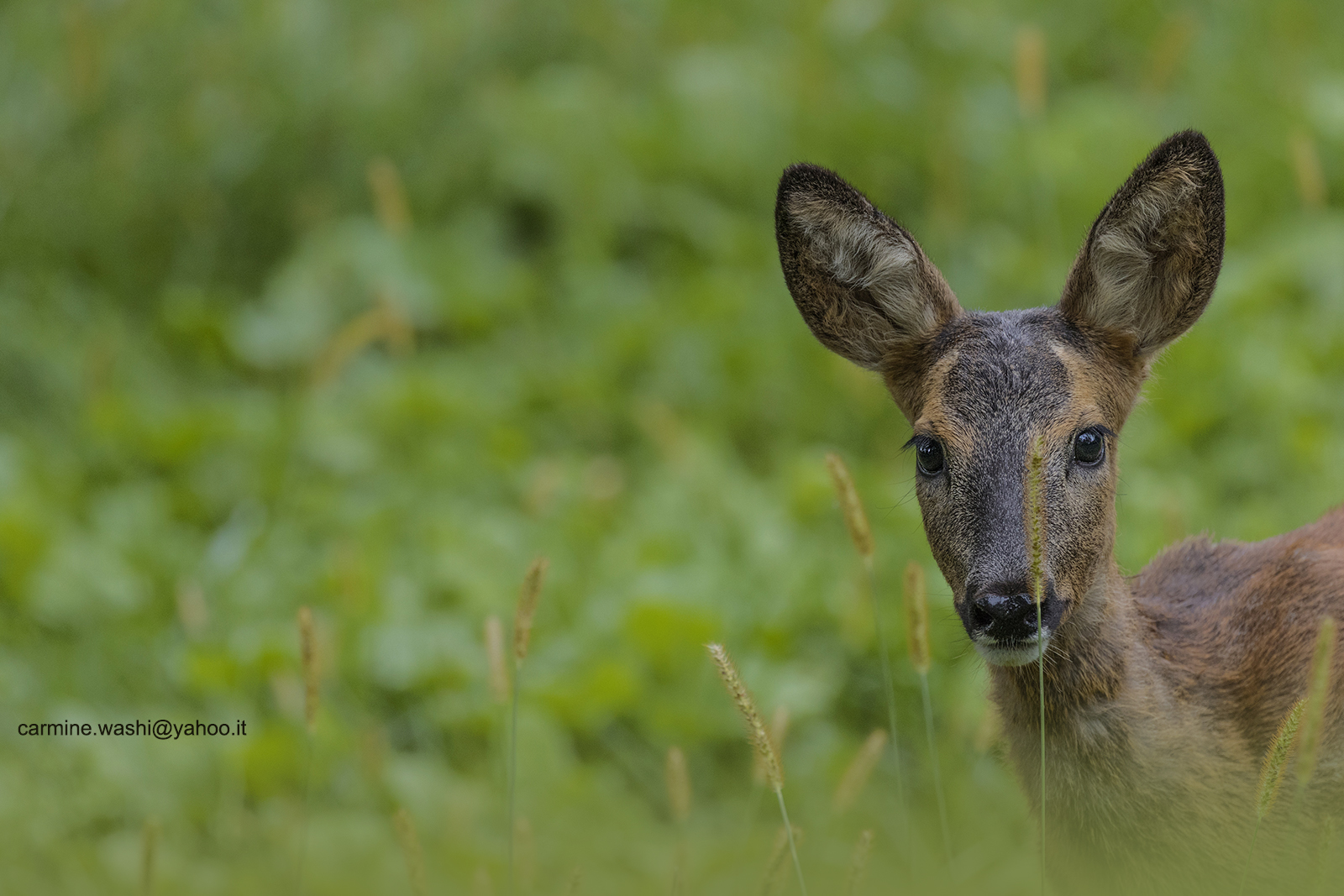 La Dolcezza in uno Sguardo...