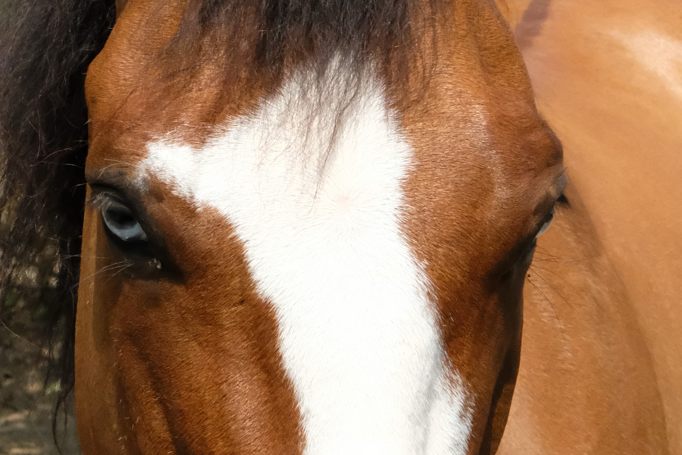 Spirit Who Could Not Be Broken