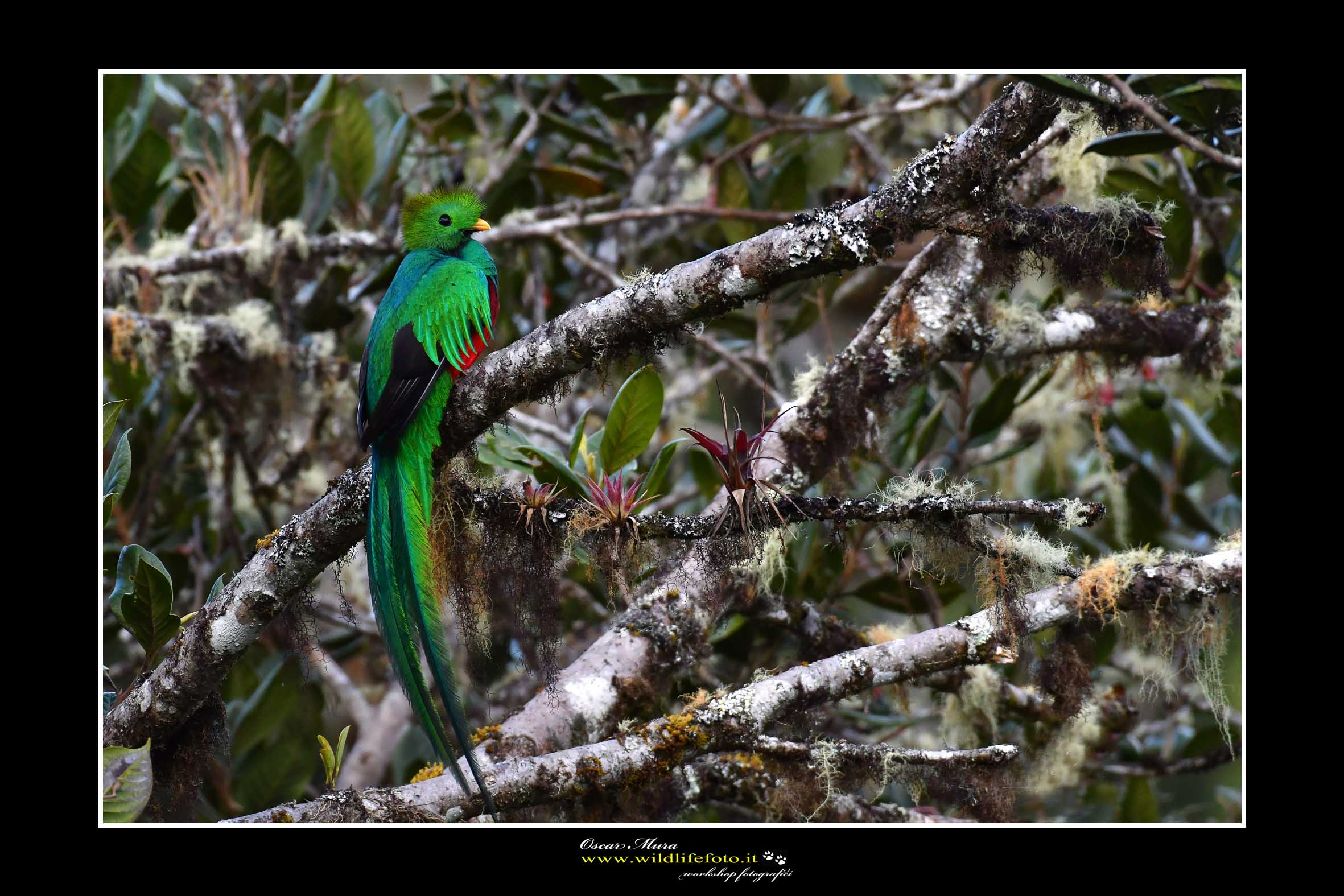 Quetzal splendente