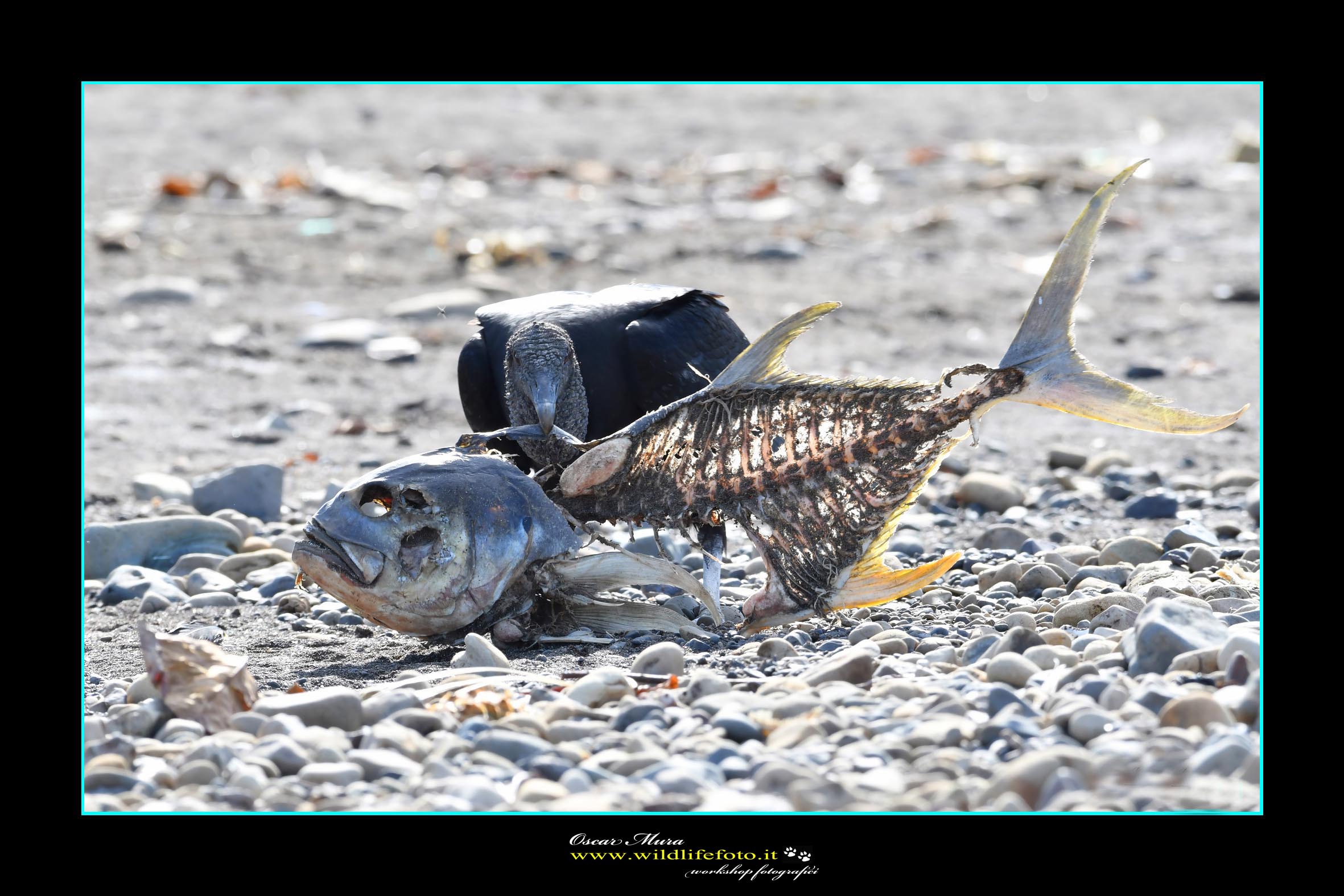 Urubù- Black Vultur