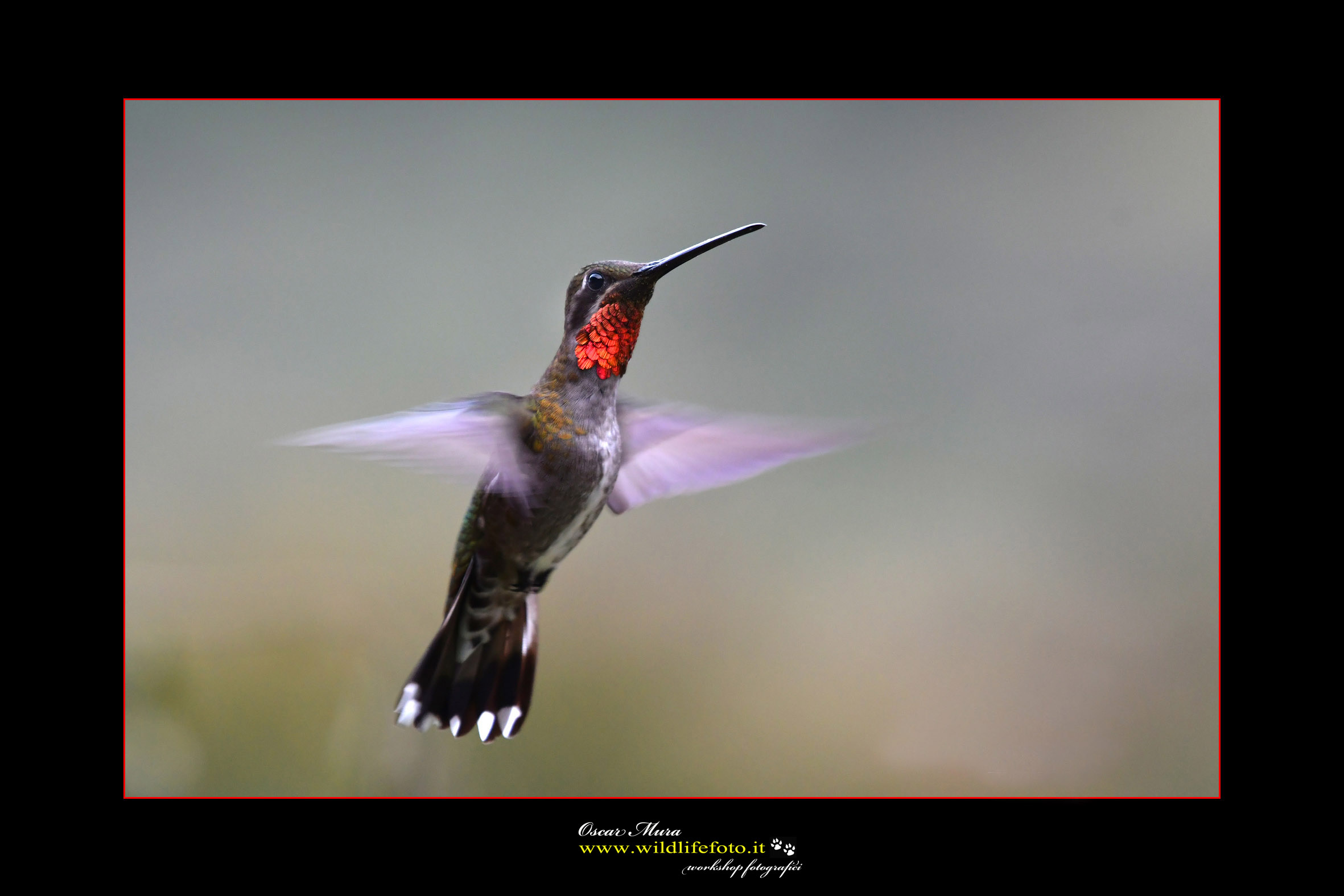 Long-Billet Starthroat