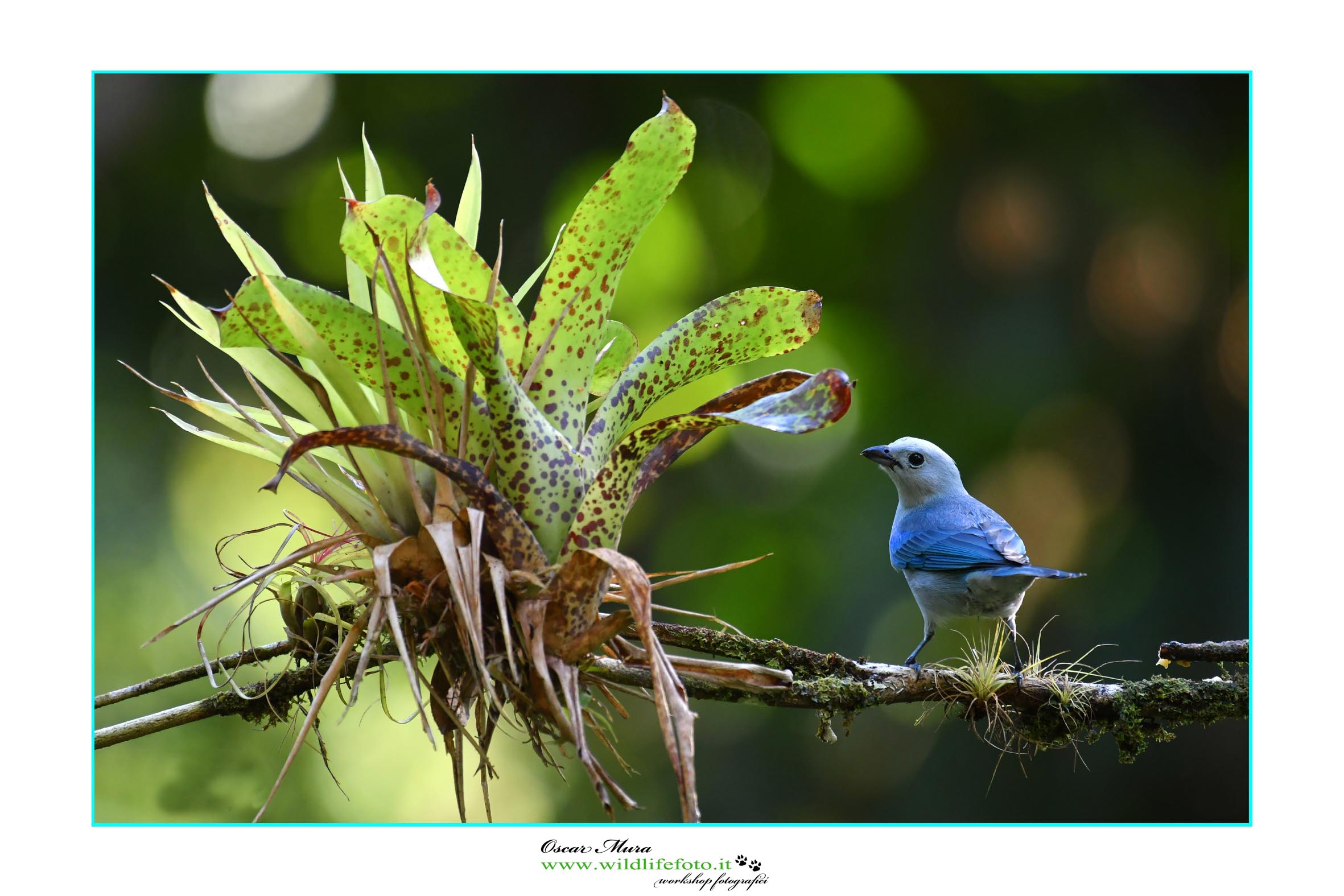 Blue-Gray Tanager