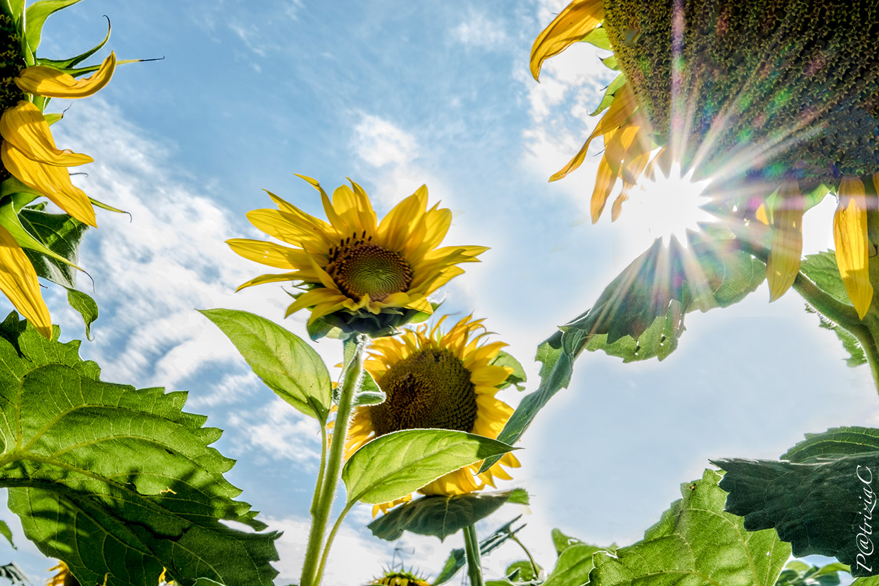 __g i r a s o l i __