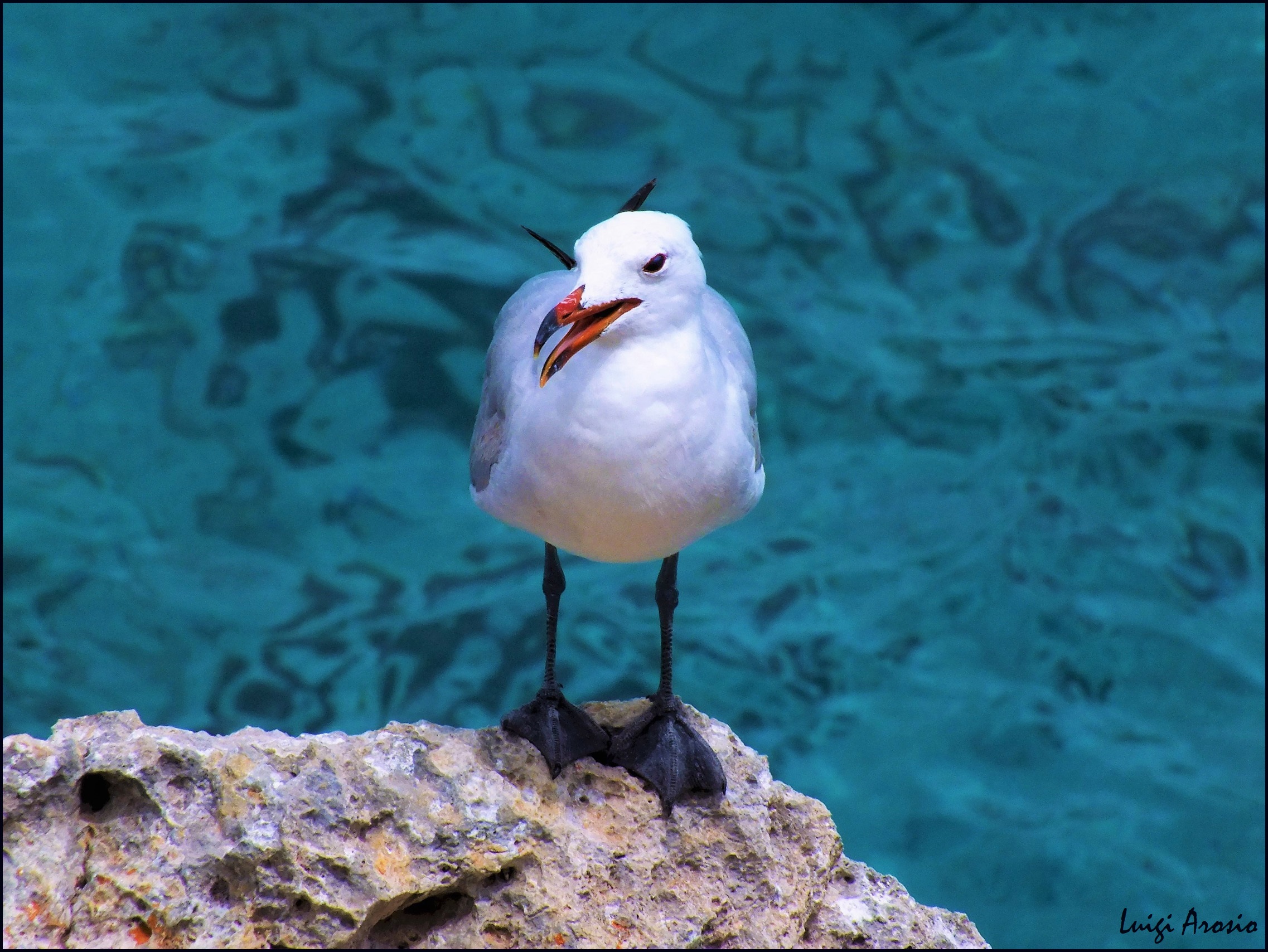 Seagull 1
