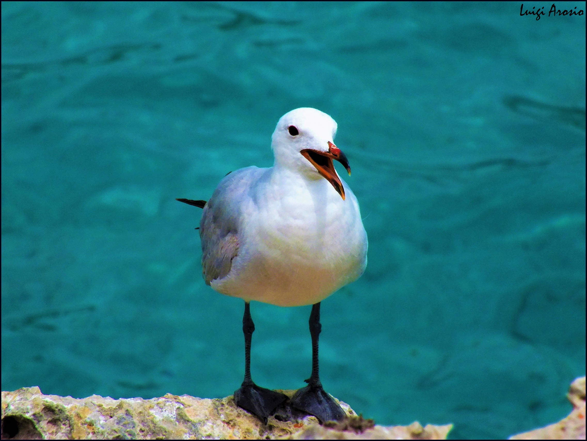 Seagull 2