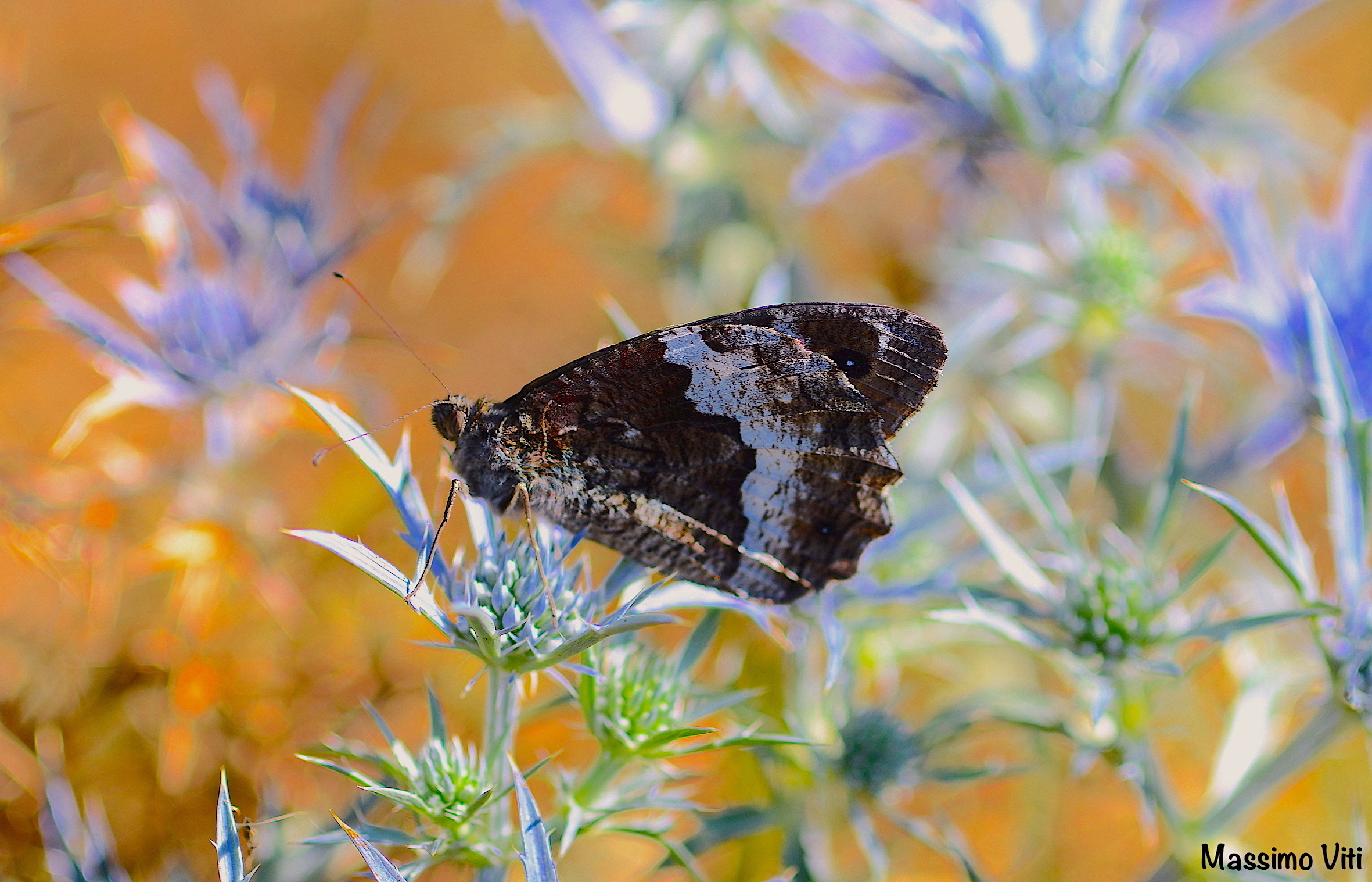 Brintesia circe