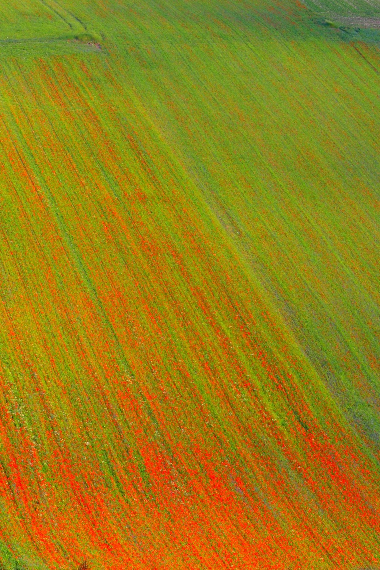 Castelluccio striata