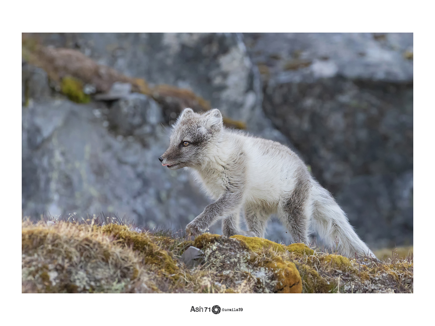 cucciolo di volpe artica