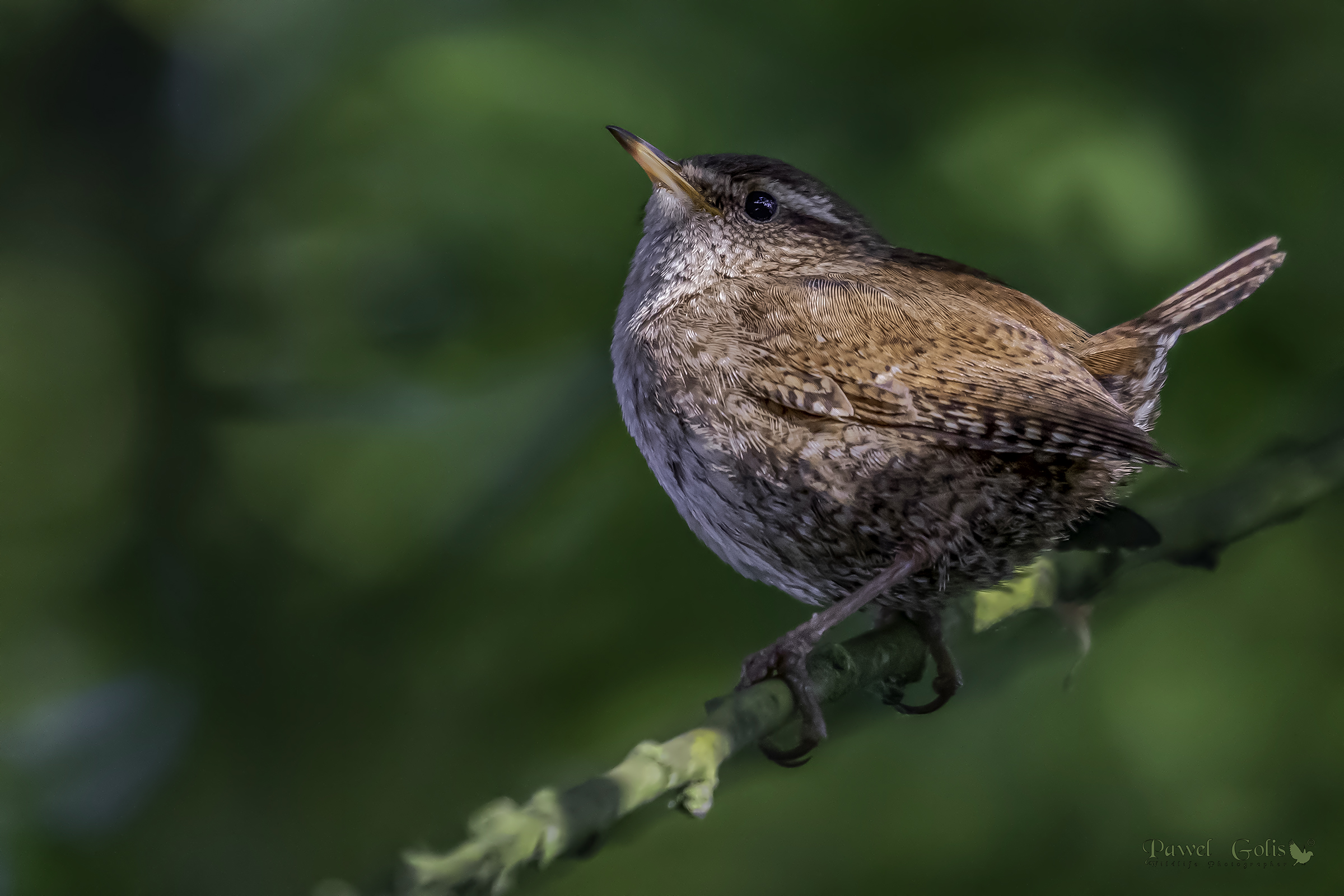 Baciato dal sole Wren ( Troglodytes troglodytes)