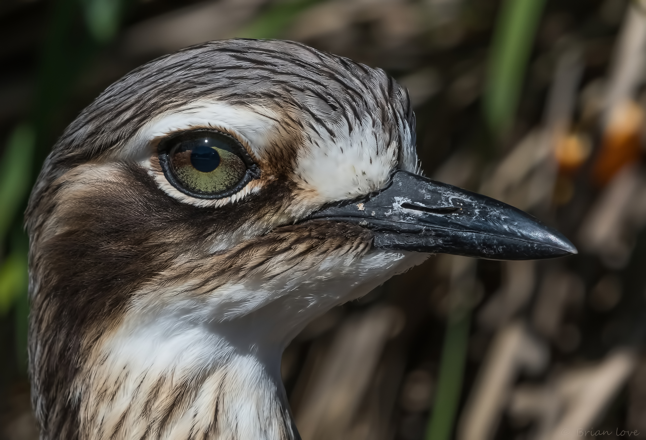 Bush Stone-curlew (Burhinus grallarius)