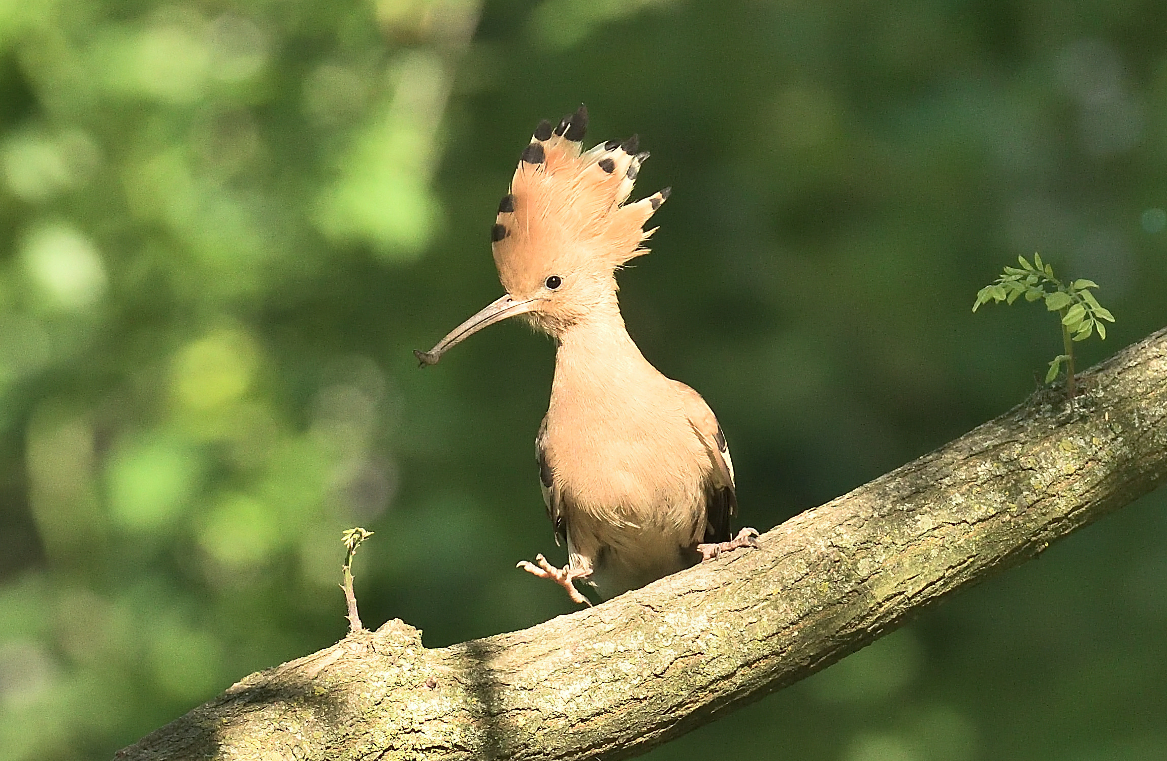 Hoopoe