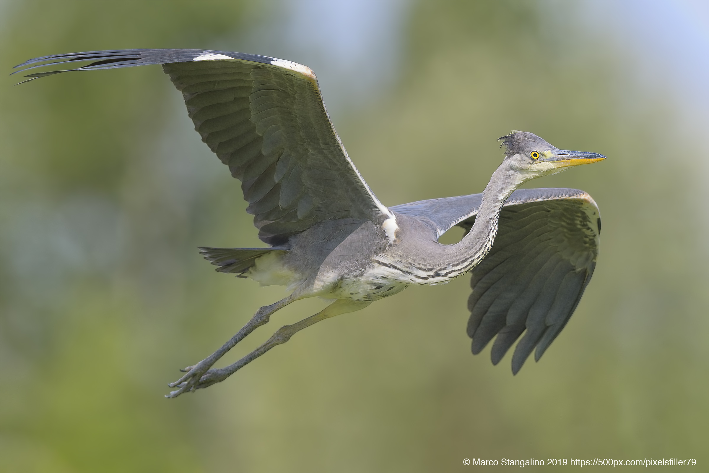 Flight Heron Flight...
