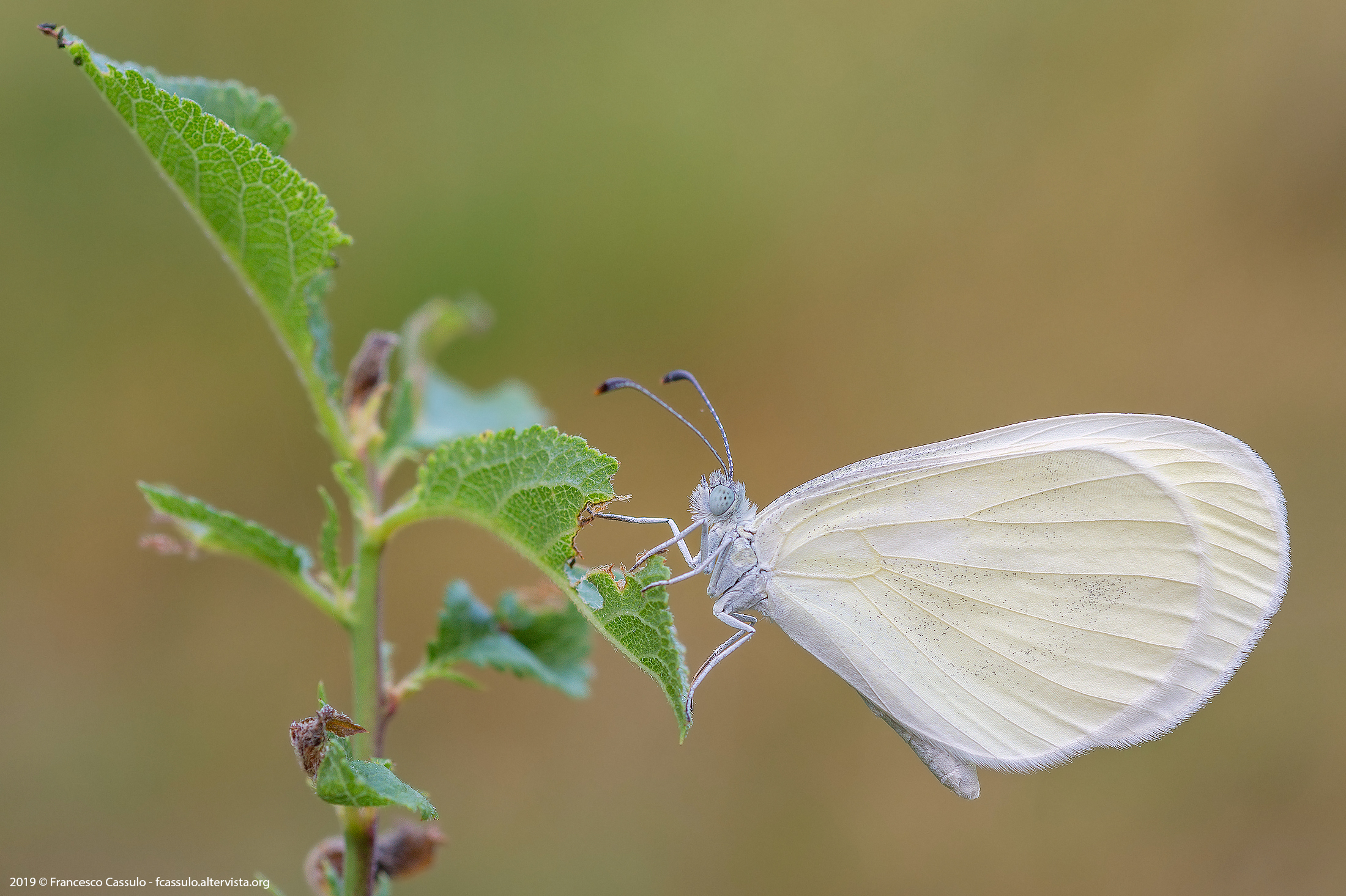 Leptid synapis (Linnaeus, 1758)