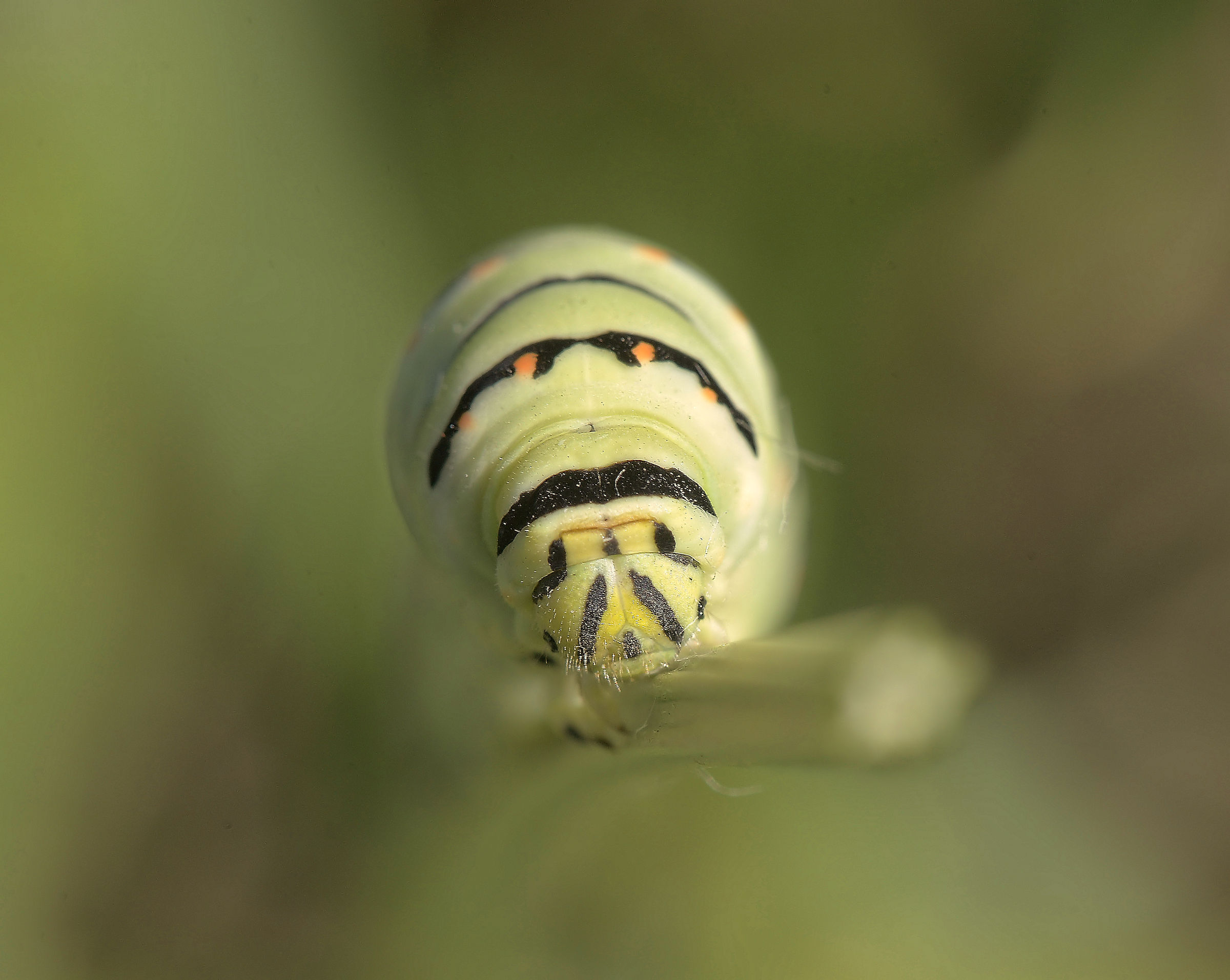 Papilio machaon Caterpillar