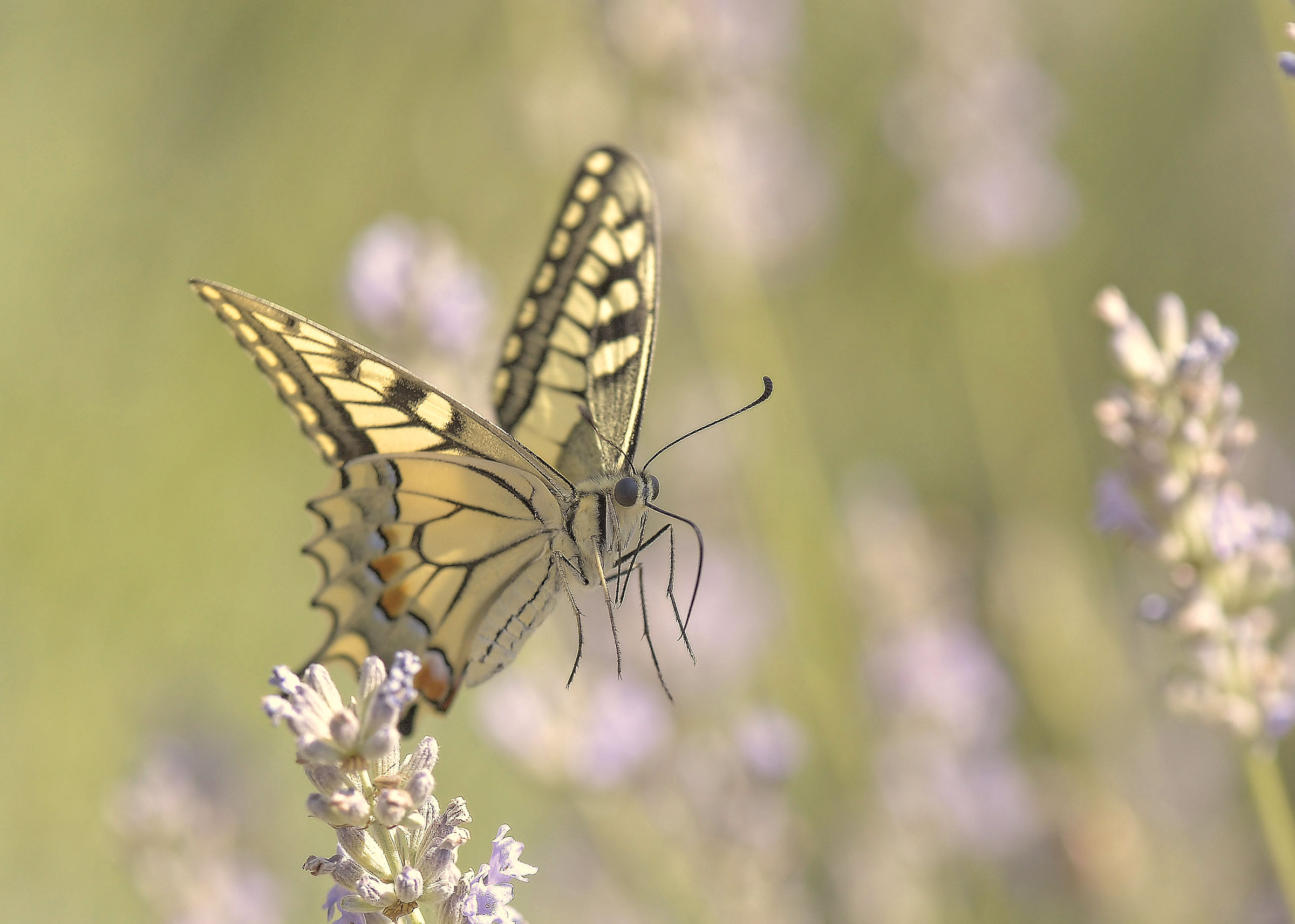 Papilio machaon