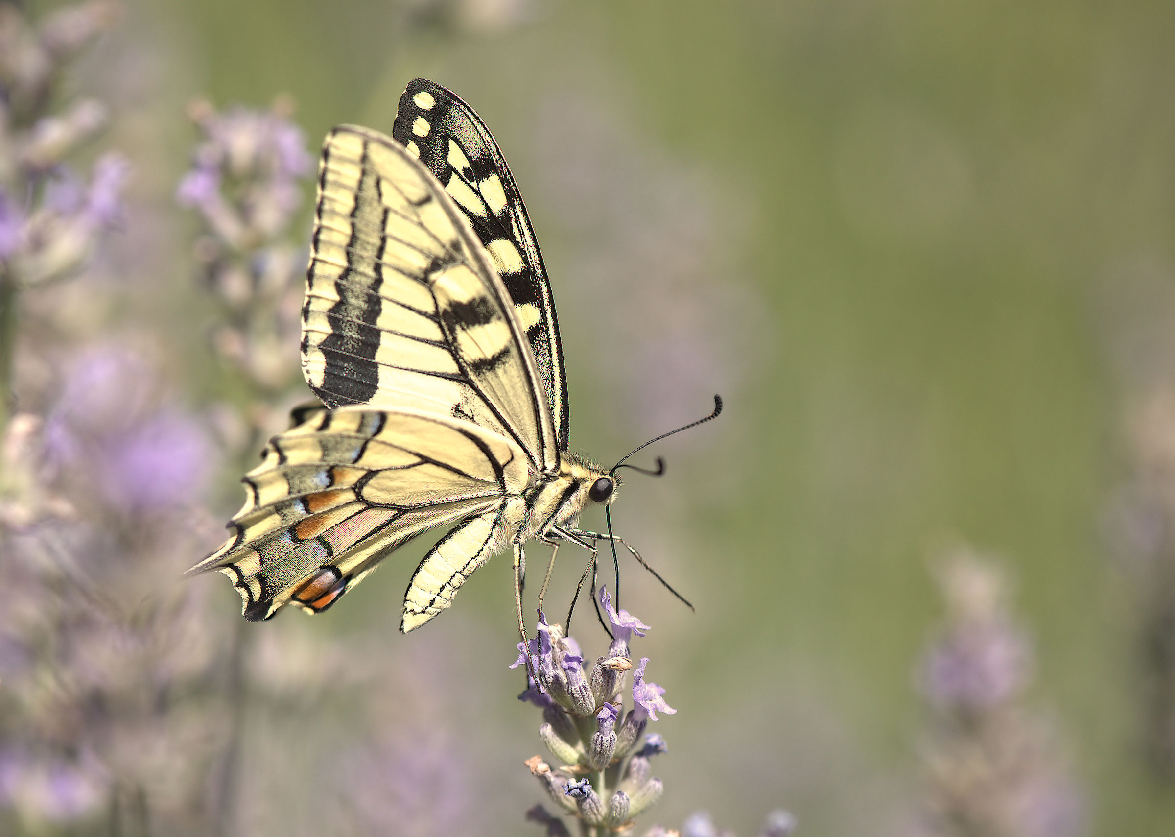 Papilio machaon