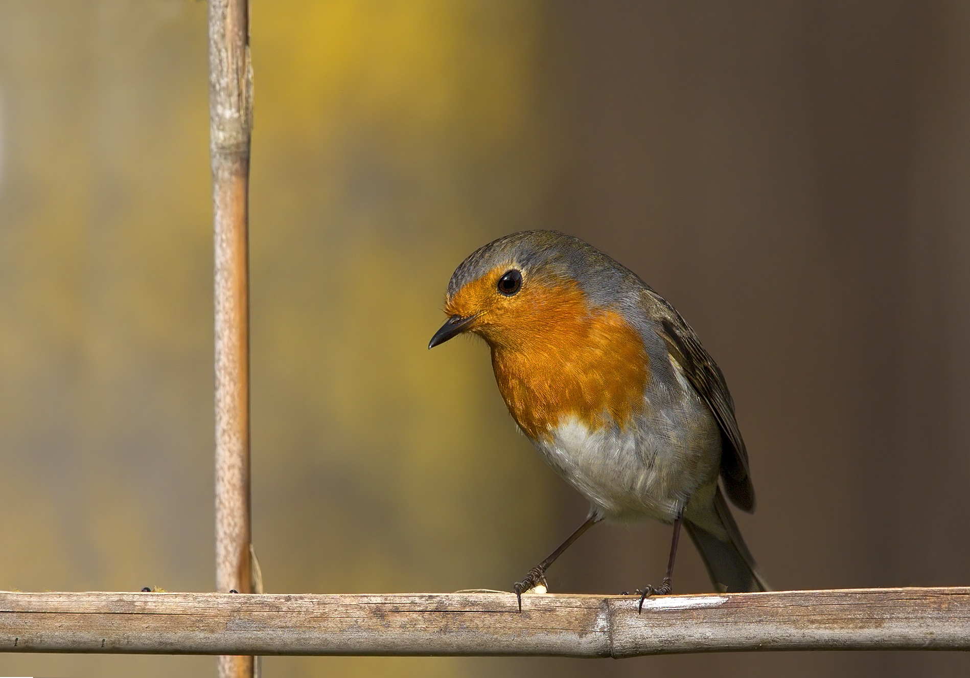 la prima cattura al capanno  zeffirophoto