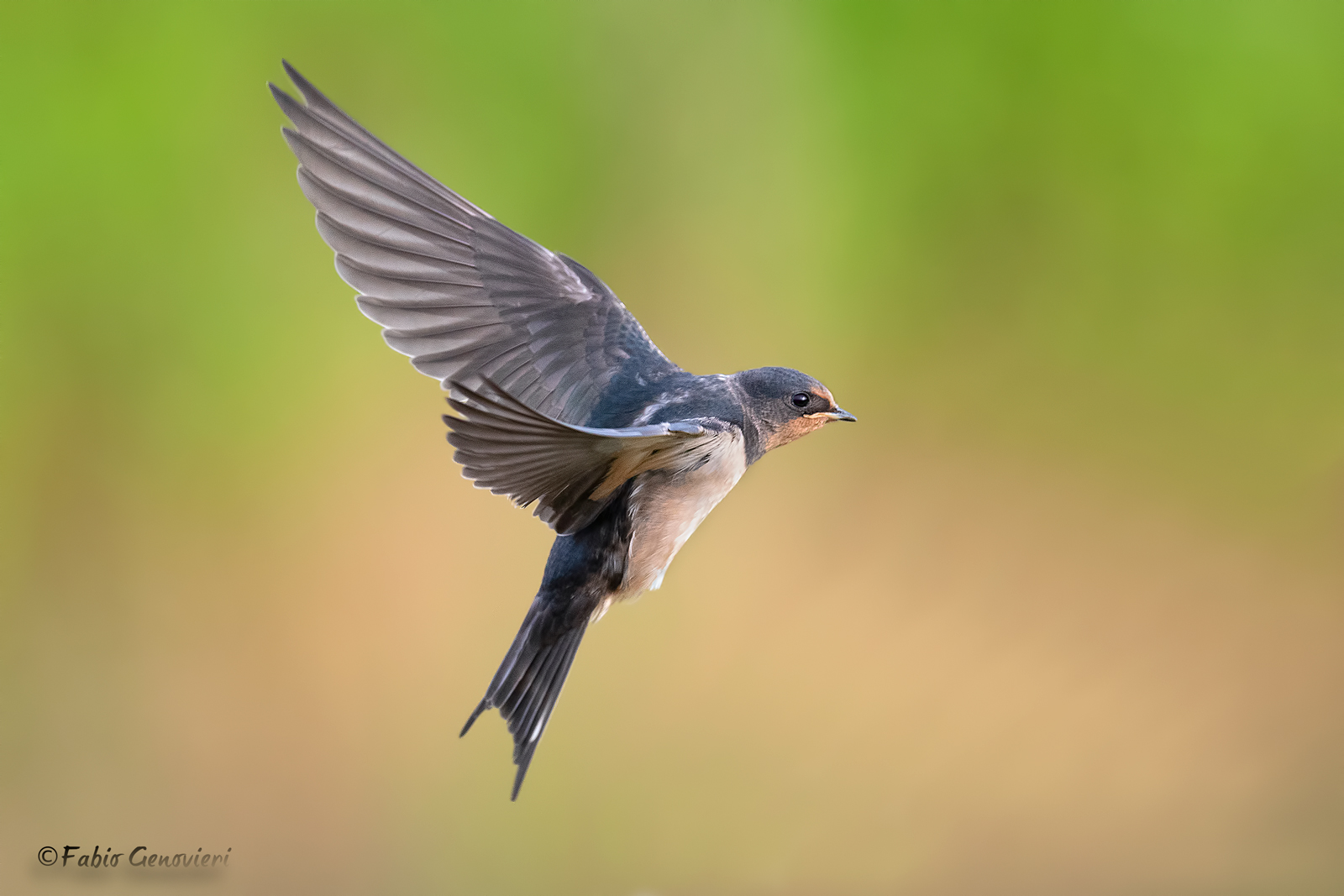 Swallow