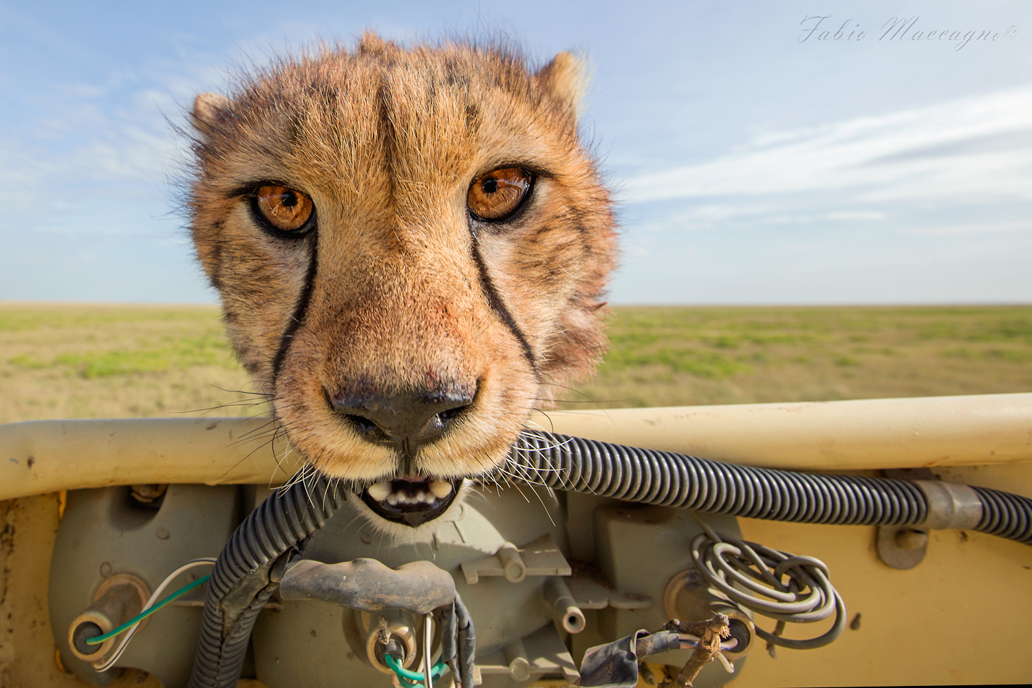 Elettrauto nel Serengeti