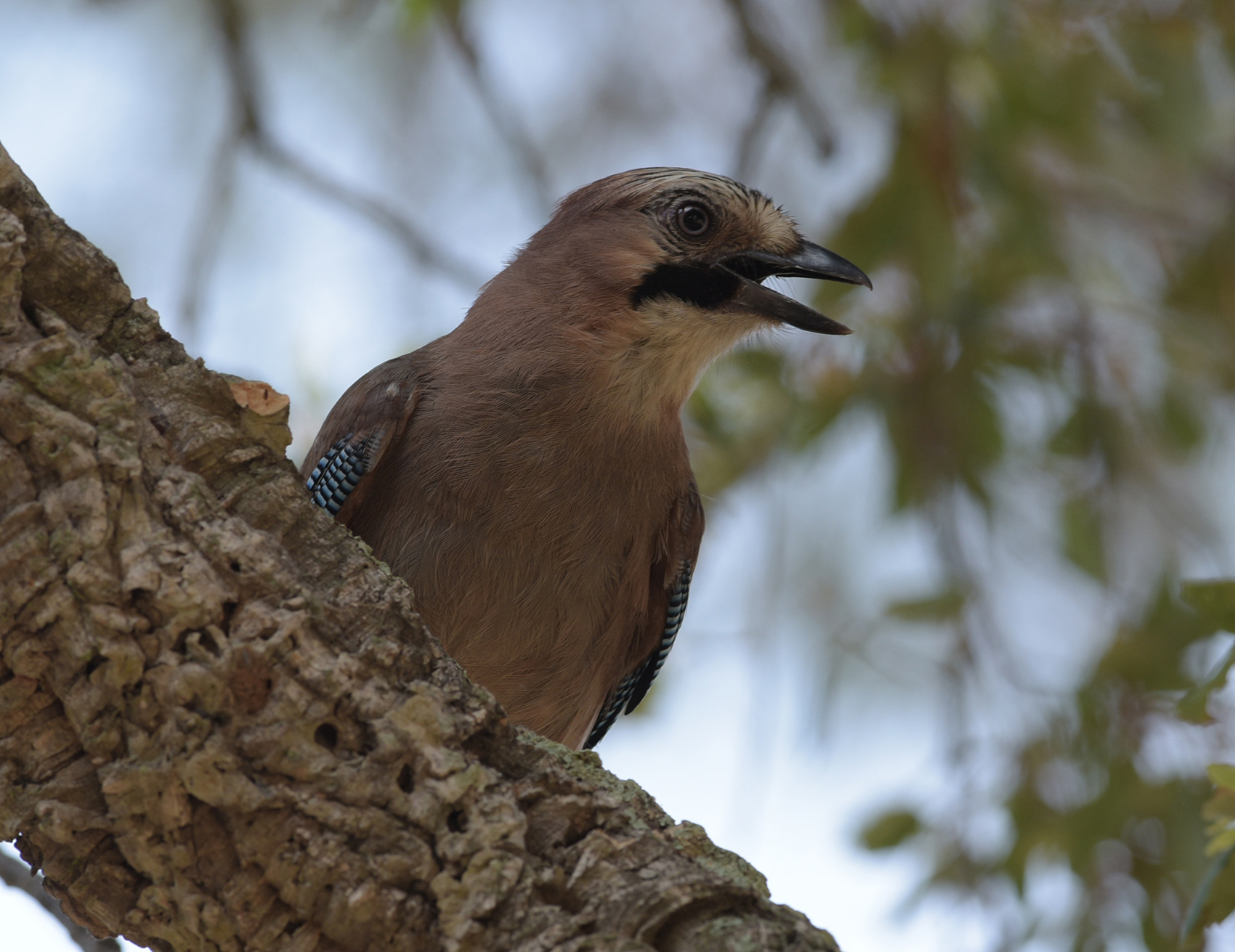 Portrait of a Jay in the Cork Run (FR)