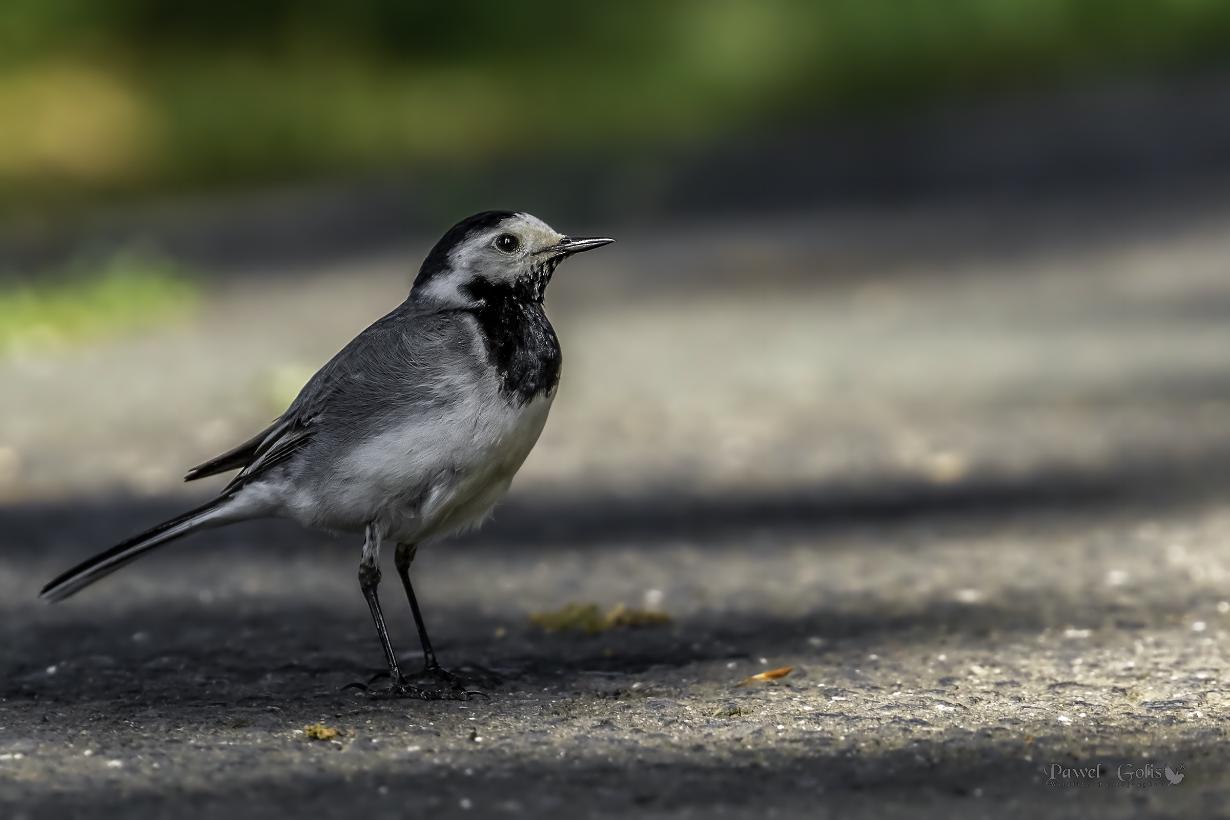 Wagtail bianco (Motacilla alba)