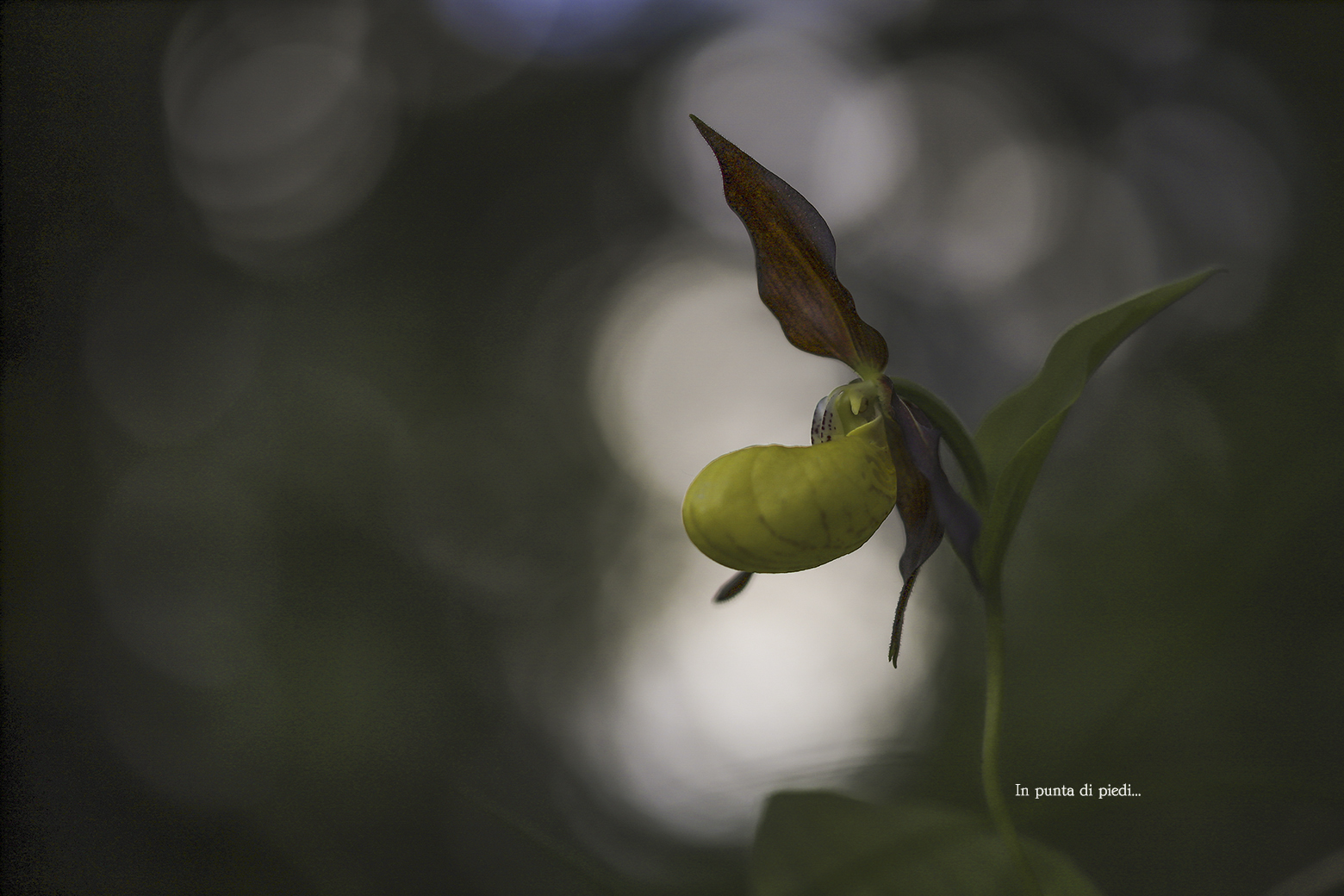 Sono ritornato all'ora del Tramonto...