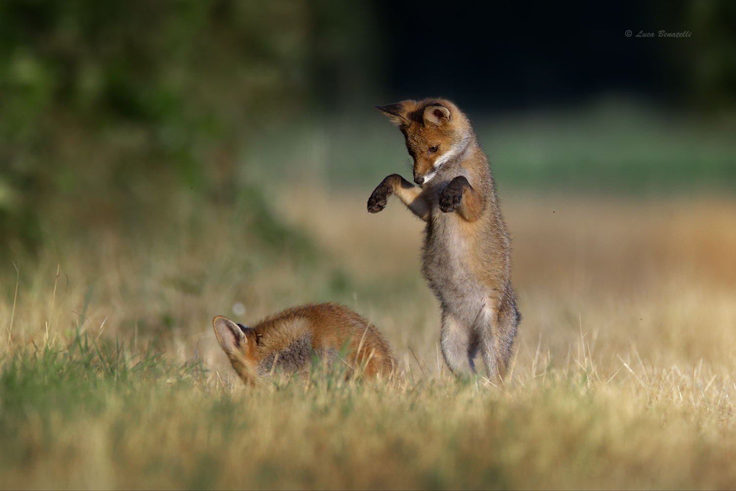 Playful volpacchiotti