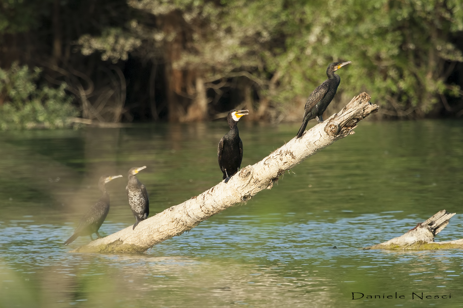 Cormorani