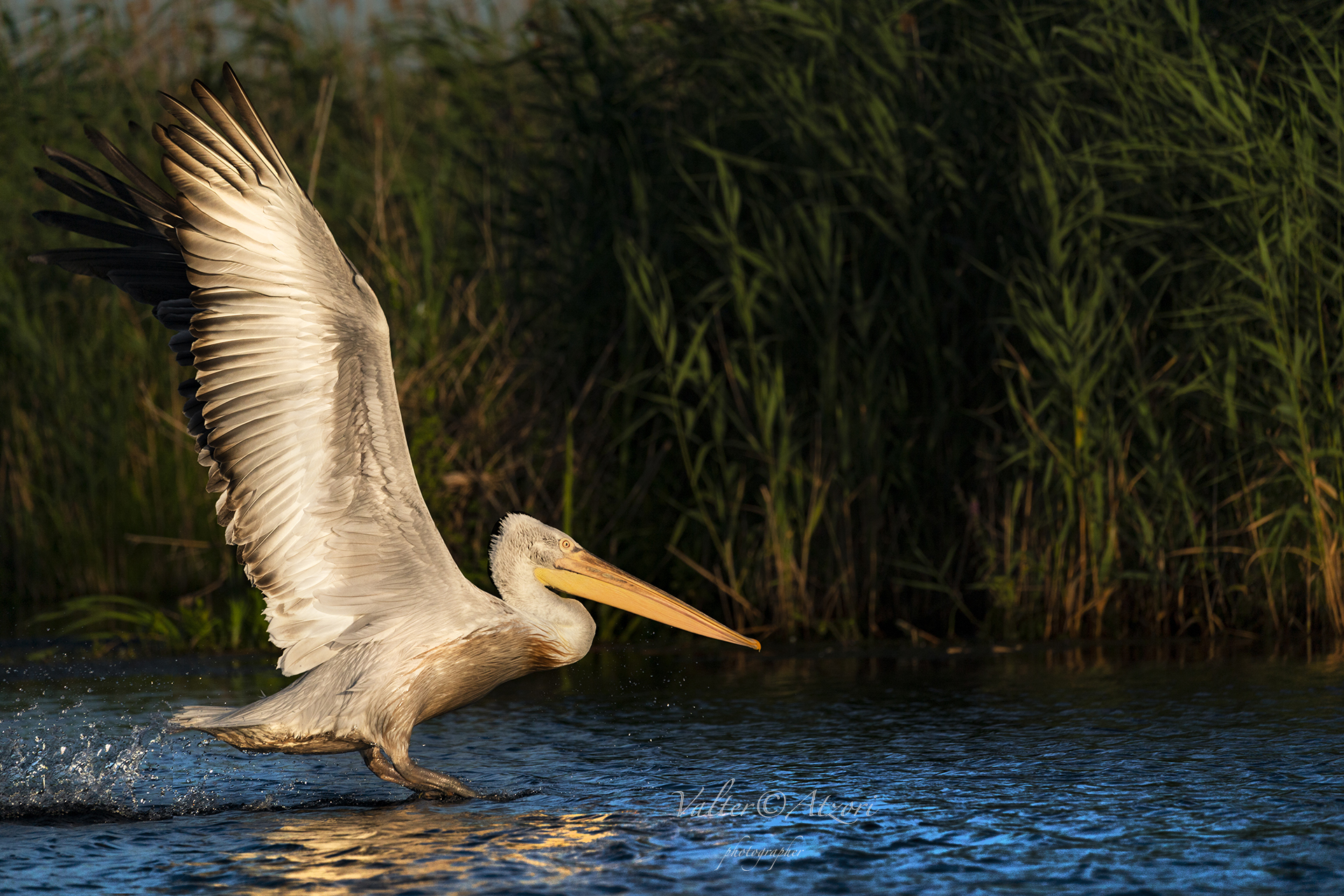 Pellicano riccio al tramonto