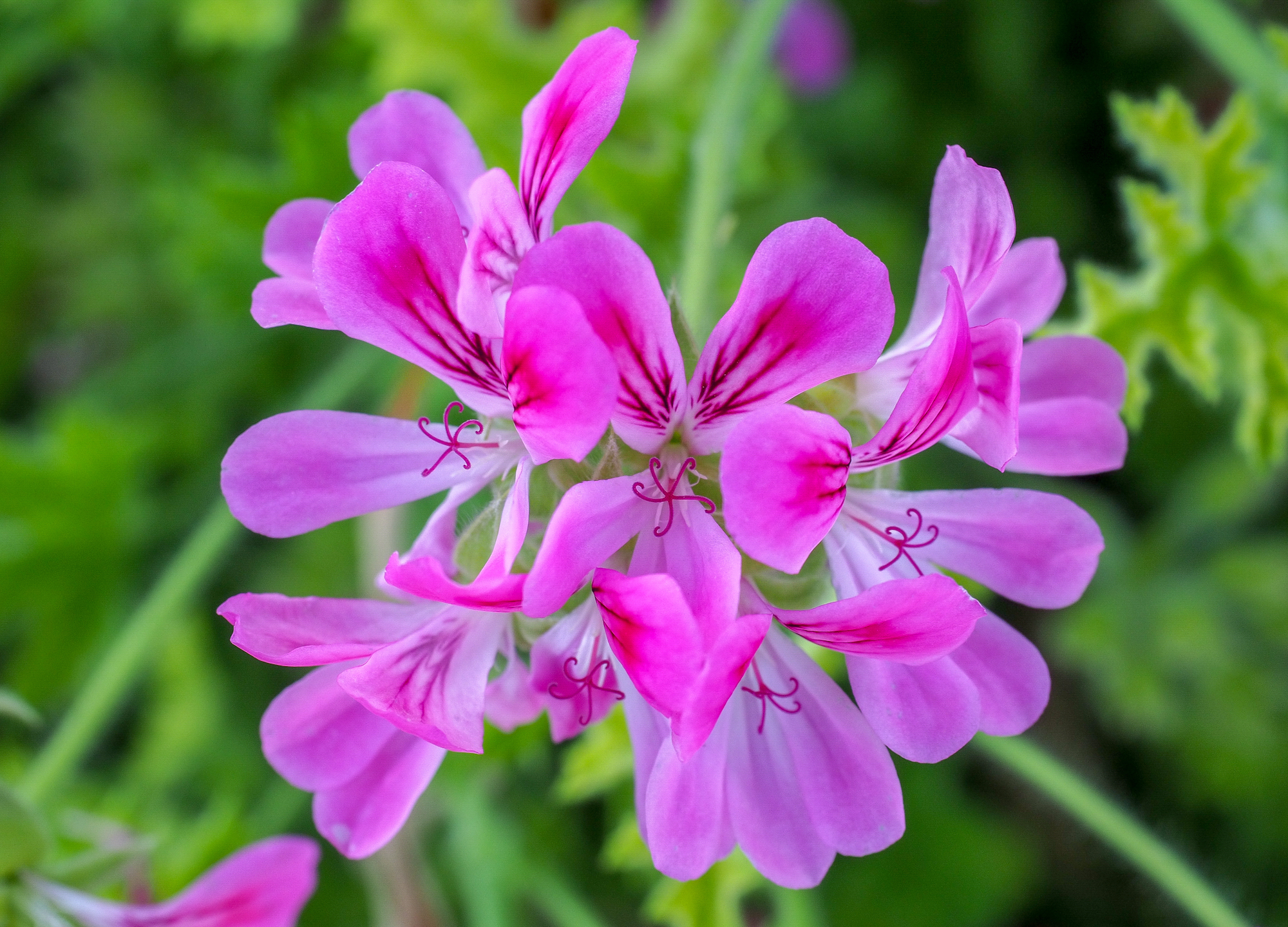 Turning them in bloom