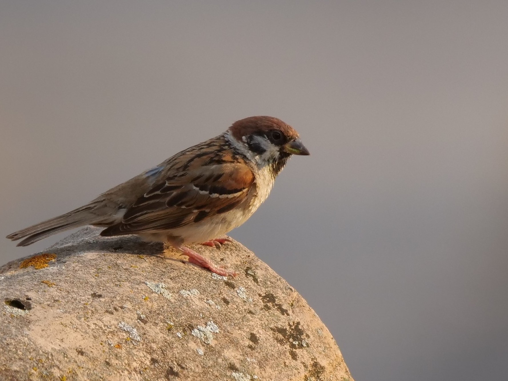 Plaice (Passer montanus)