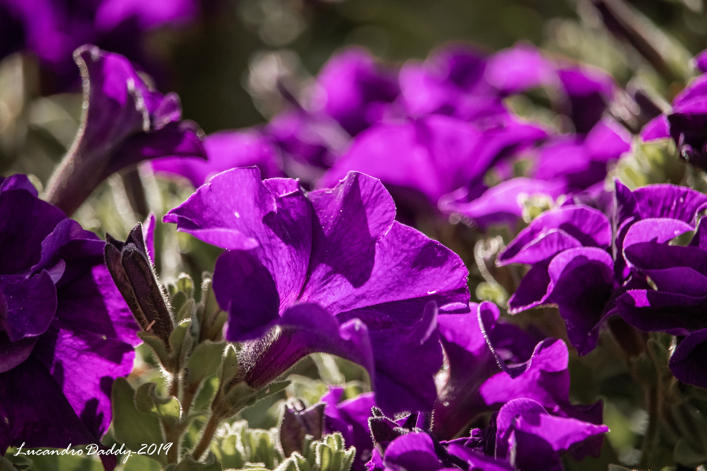 The beauty of flowers