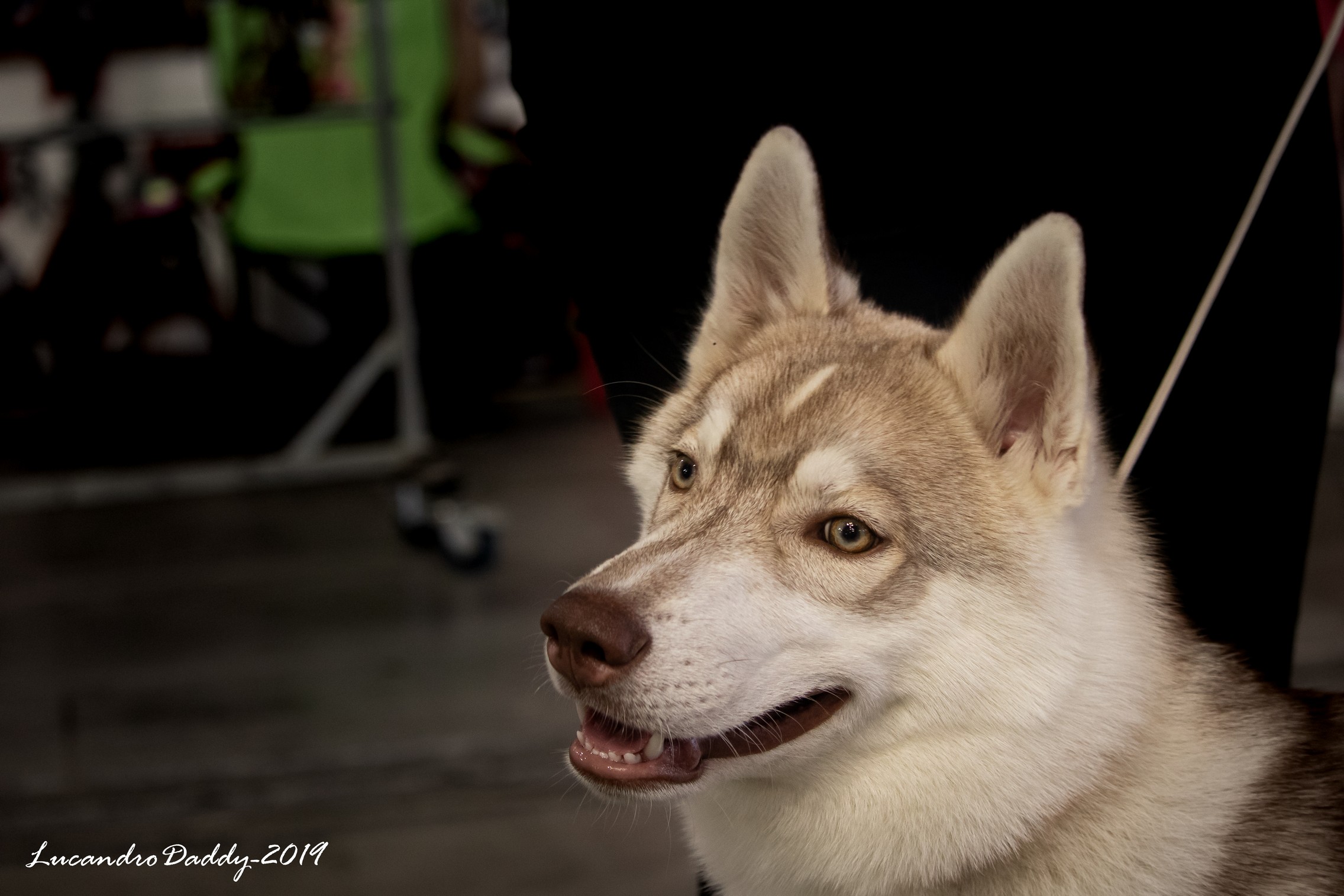 Esposizione caninca internazionale di Torino - 2019