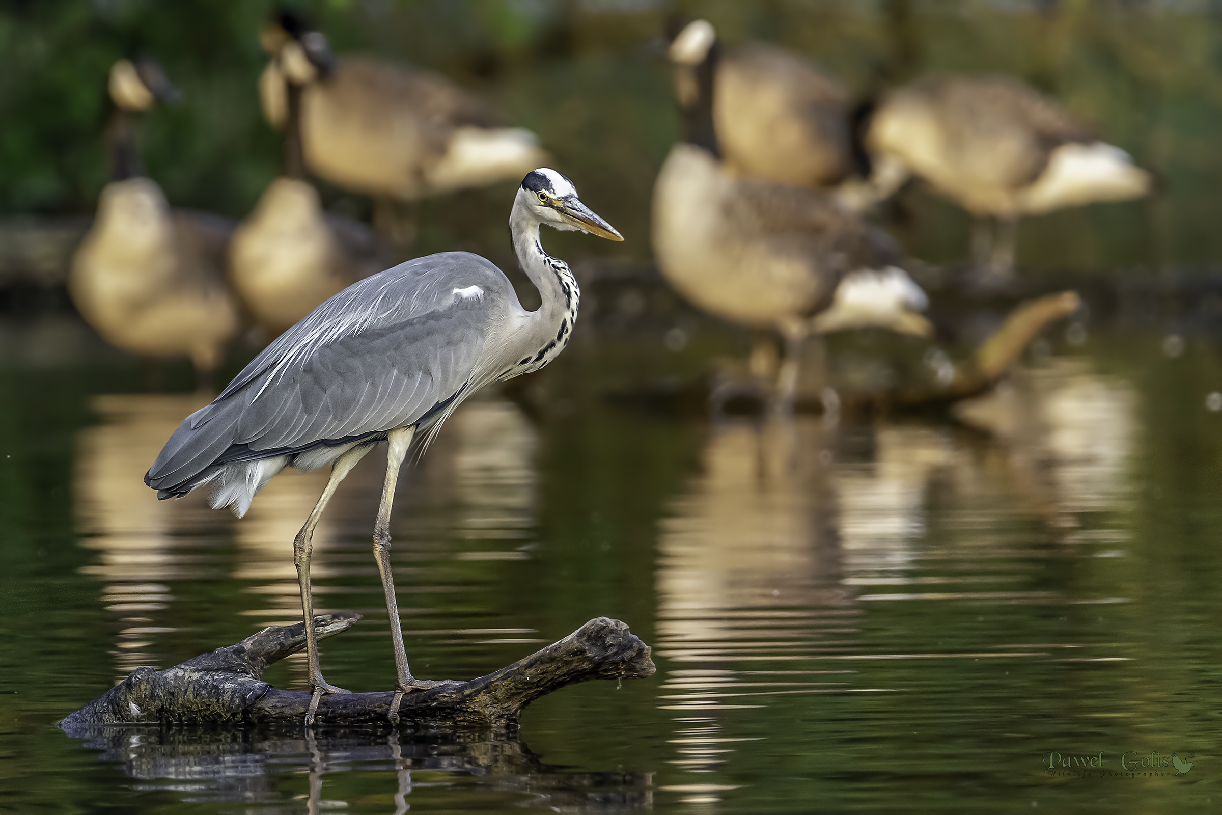 Aironi grigi (Ardea cinerea)