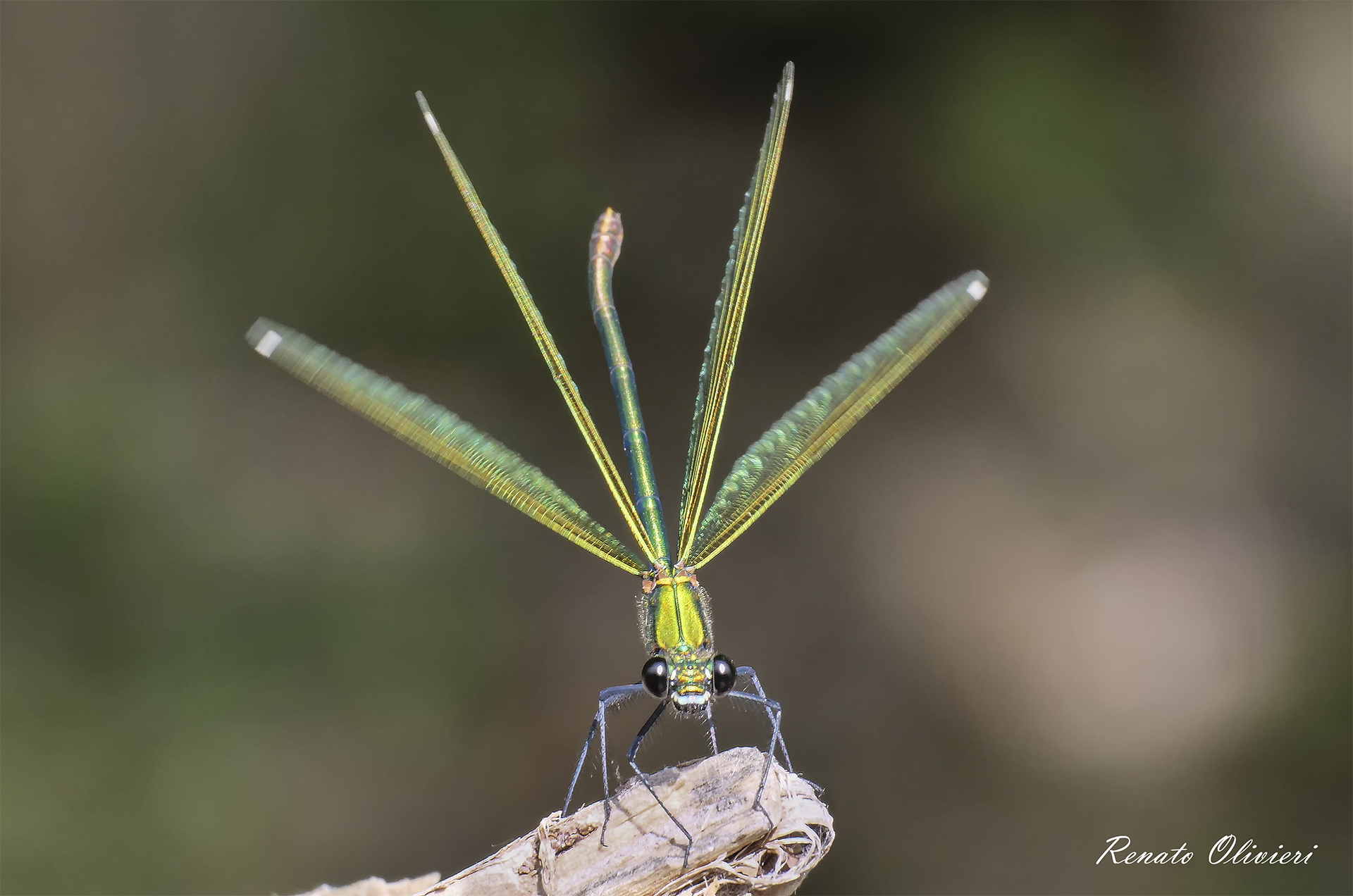 Damsel