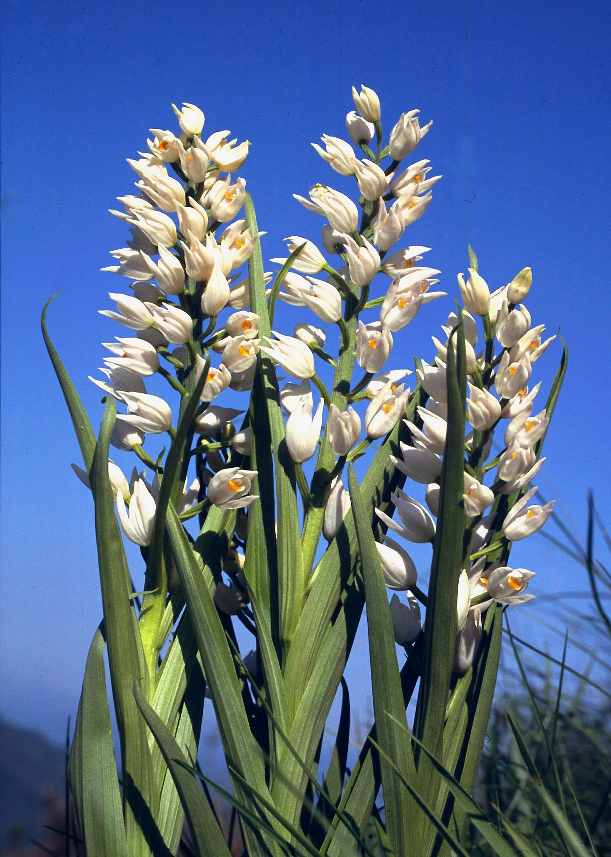 Cephalanthera longifolia