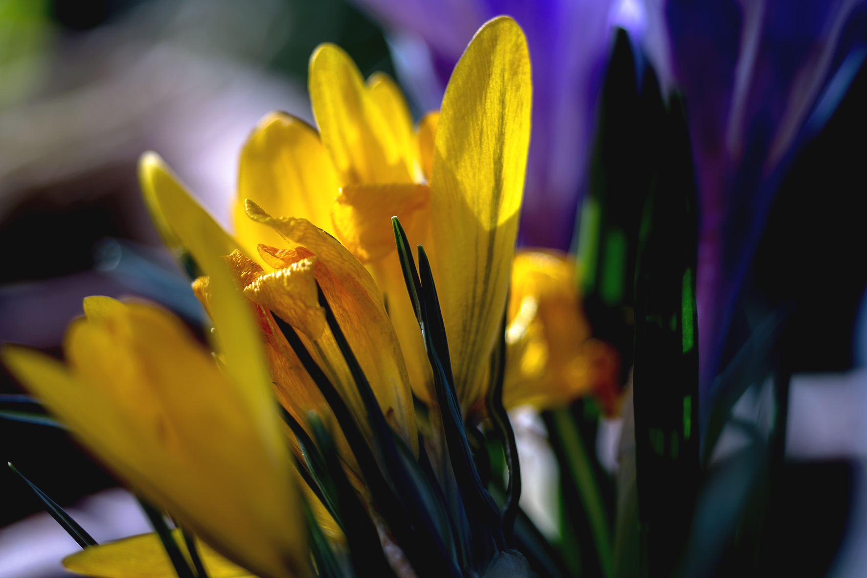 Crocuses