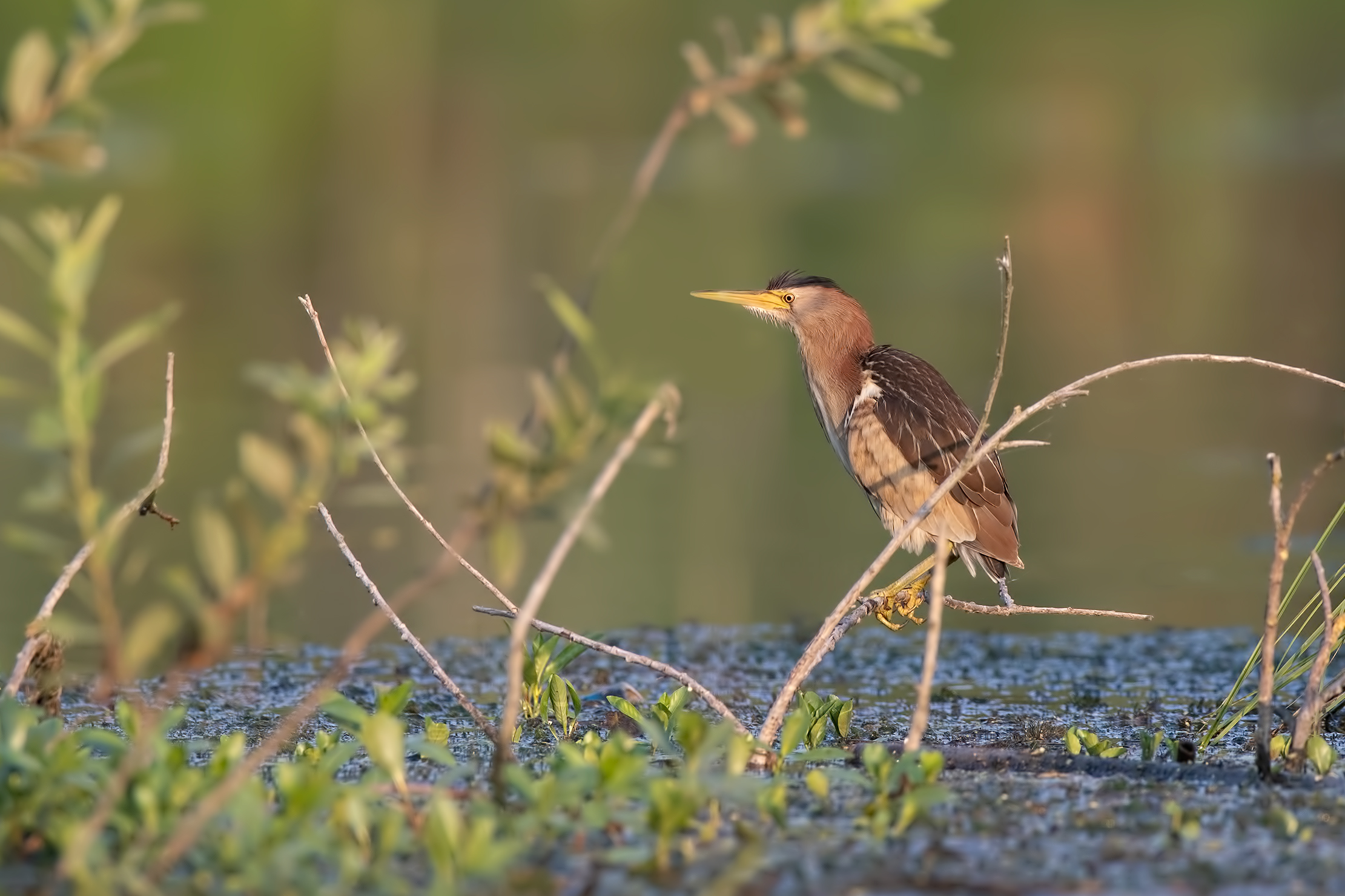 Tarabusino ambientato