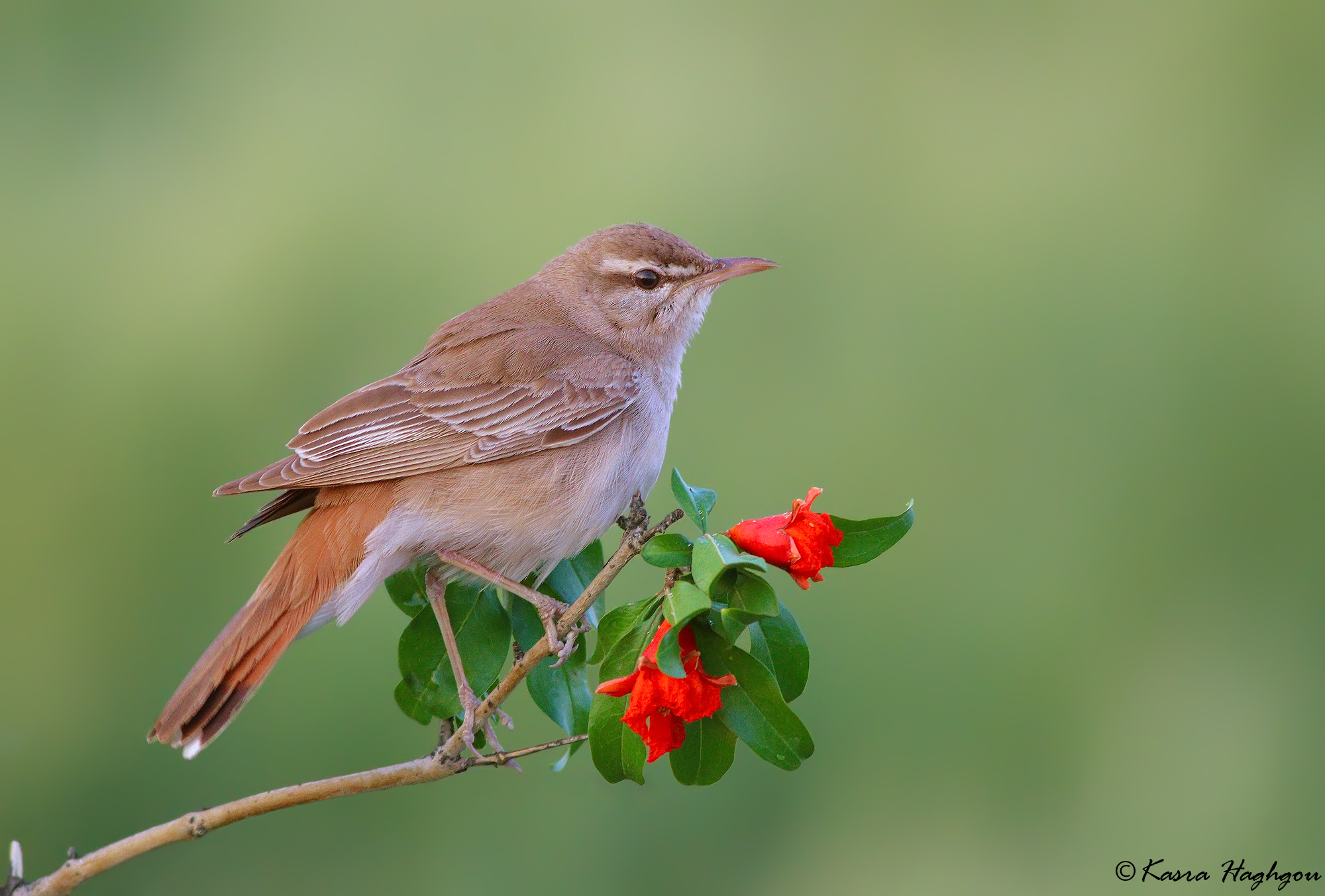 Rufous-tailed scrub robin