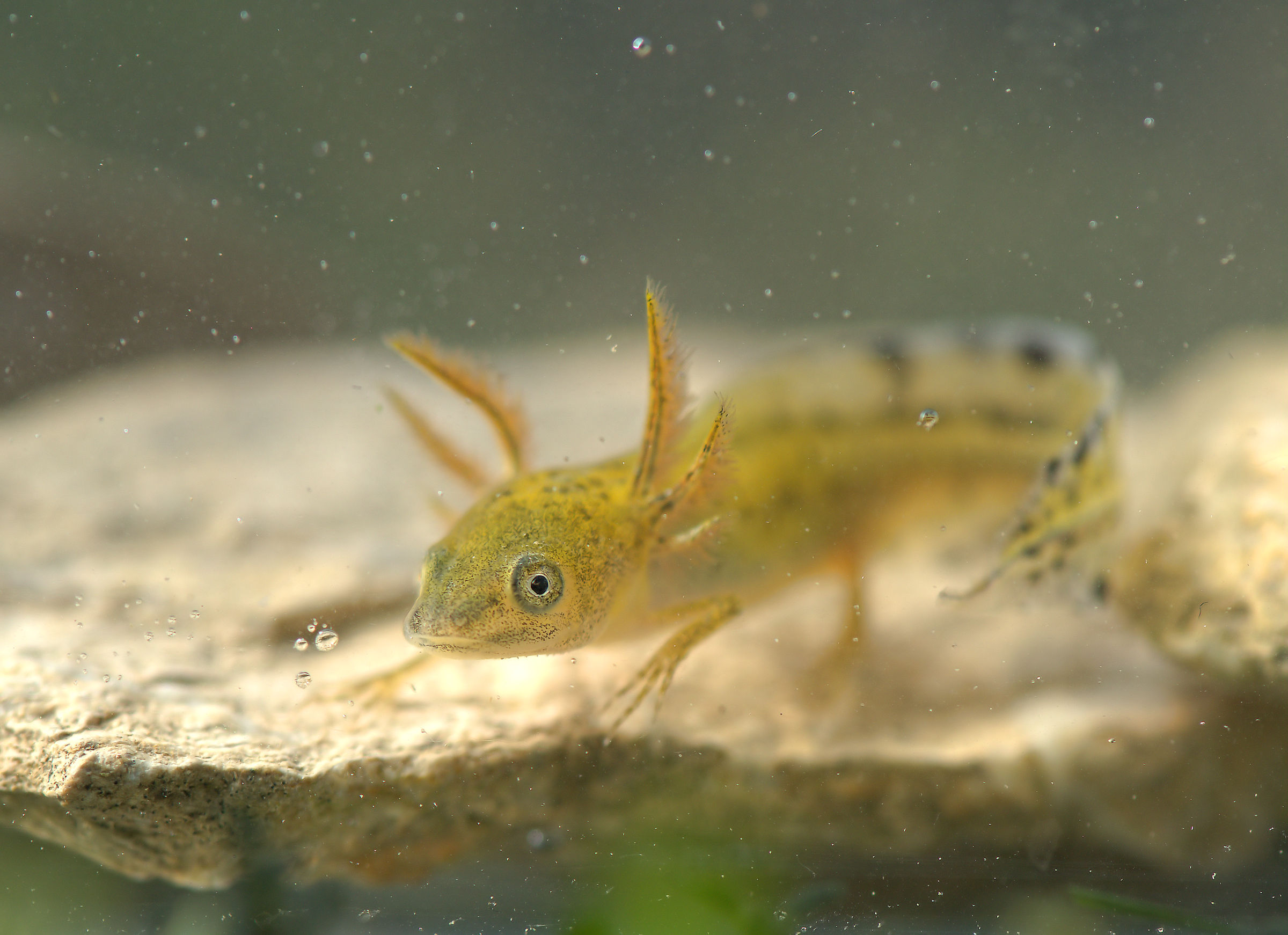 Tritone italiano Forma larvale