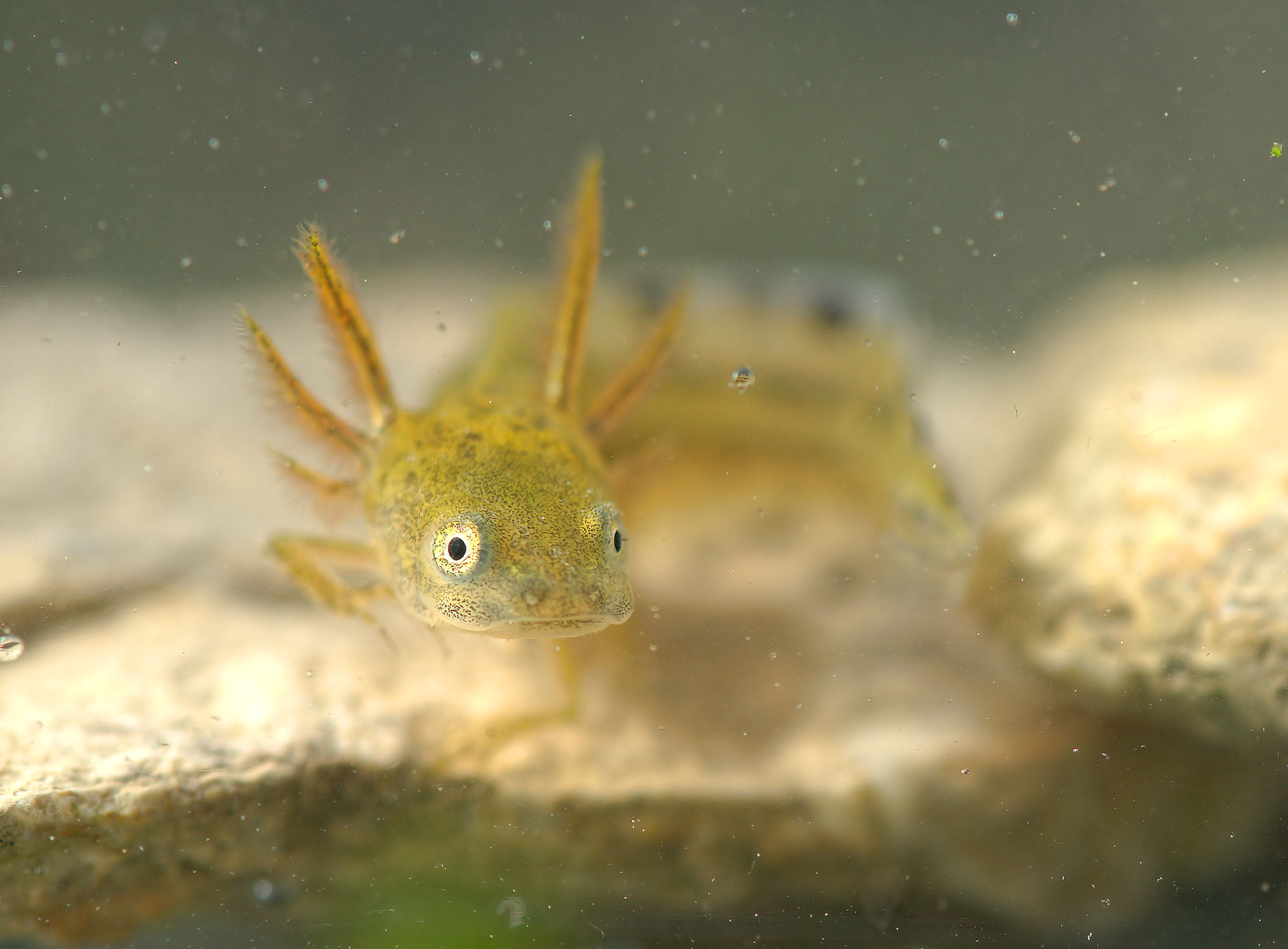 Tritone italiano Forma larvale