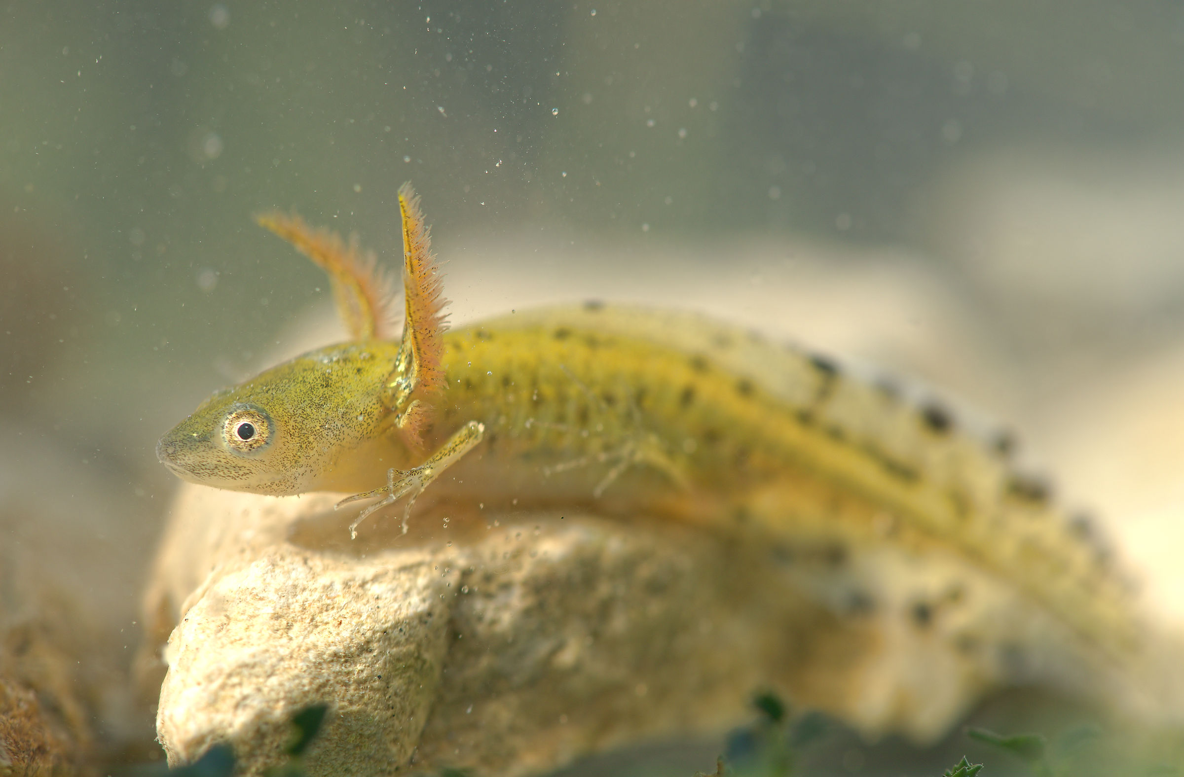 Italian Triton Larval Form