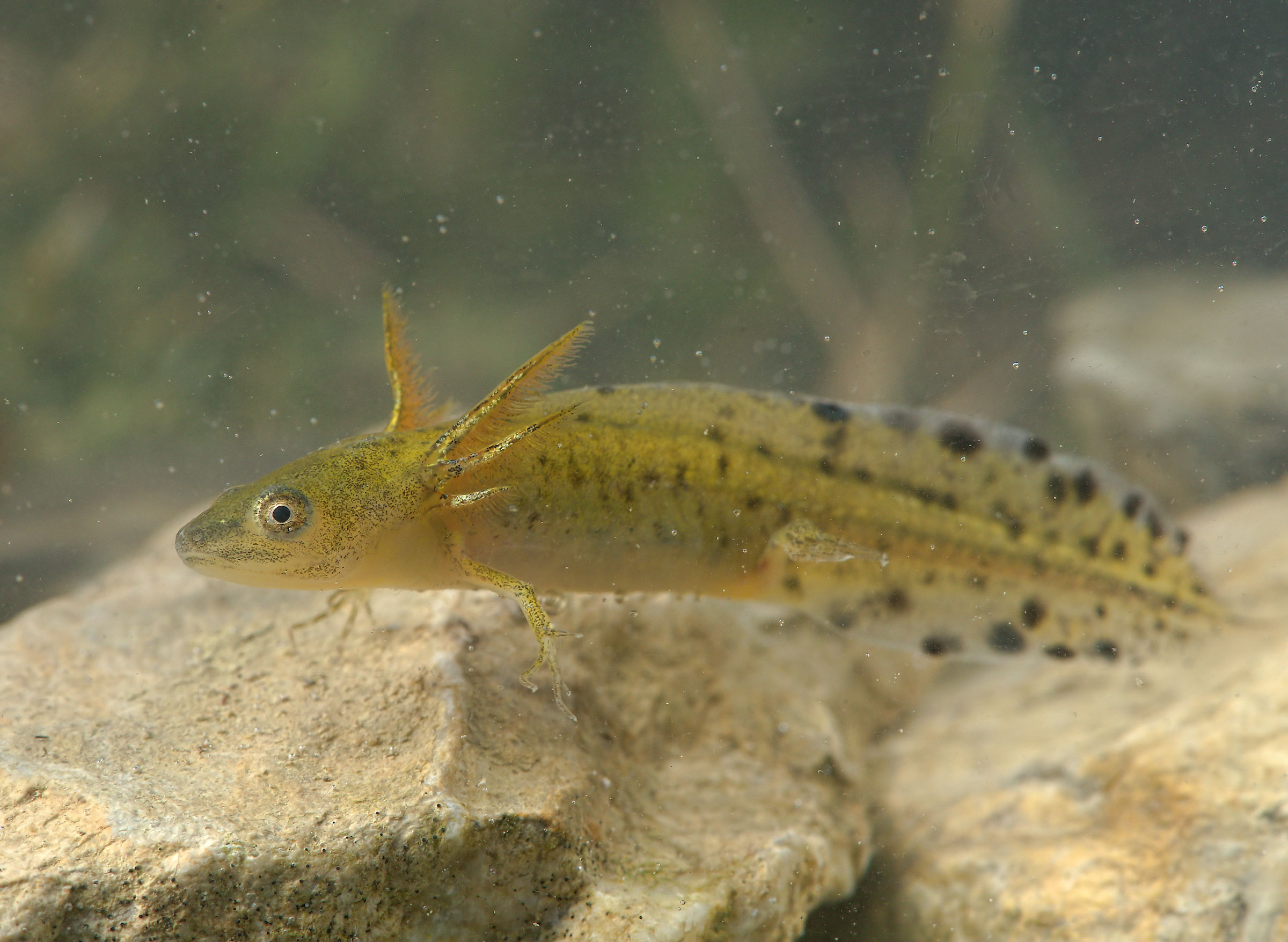 Tritone italiano Forma larvale