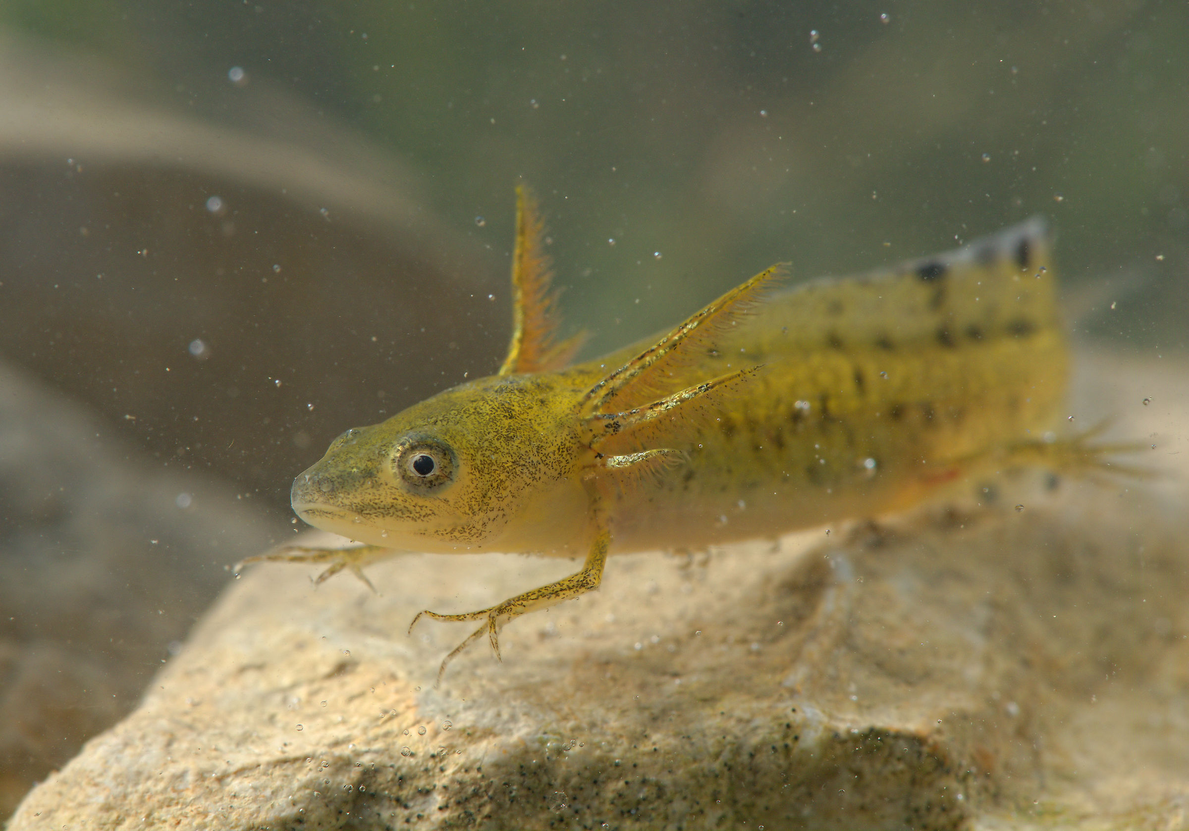 Italian Triton Larval Form