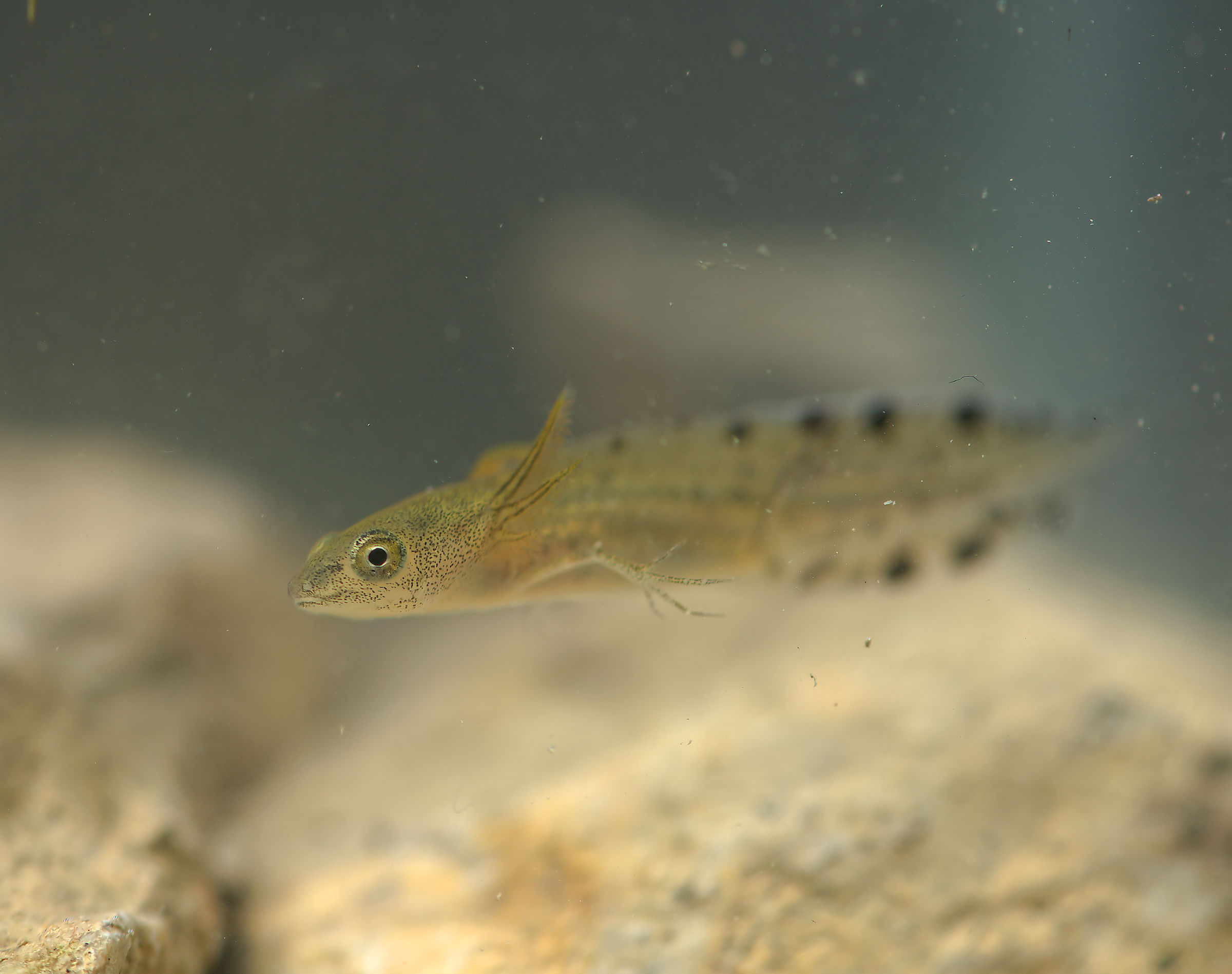 Tritone italiano Forma larvale