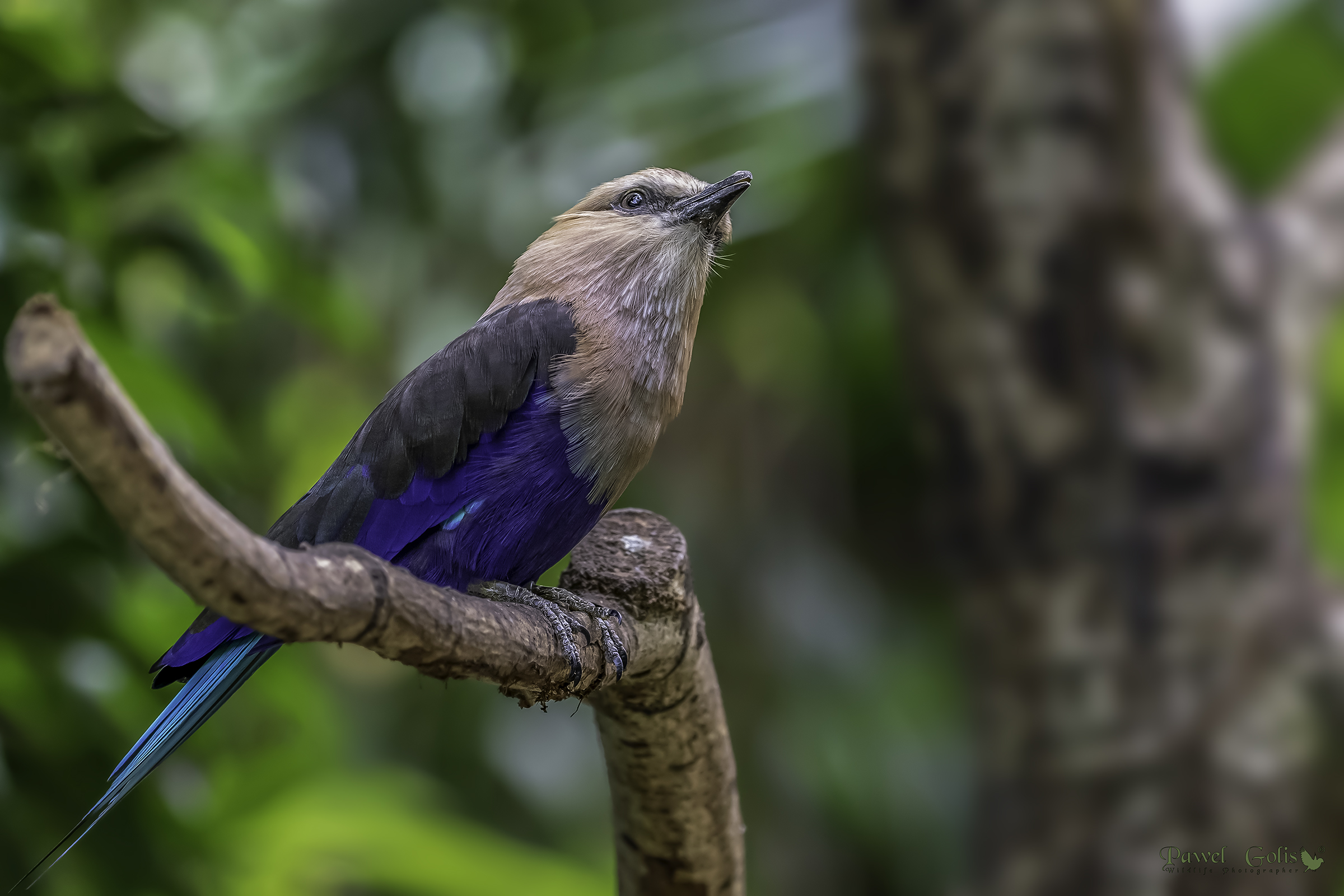 Rullo dal ventre blu (Coracias cyanogaster)
